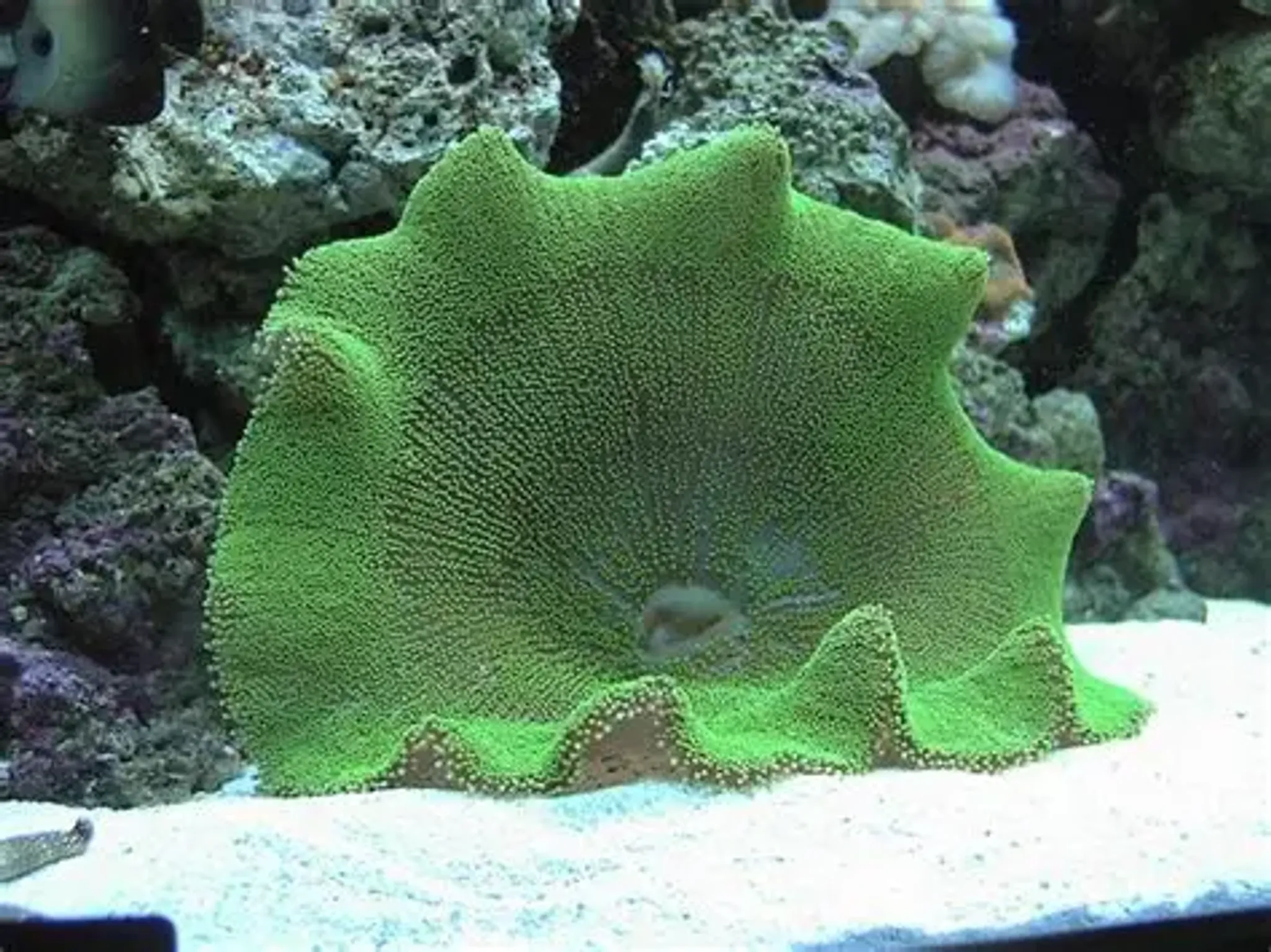 Green Haddoni