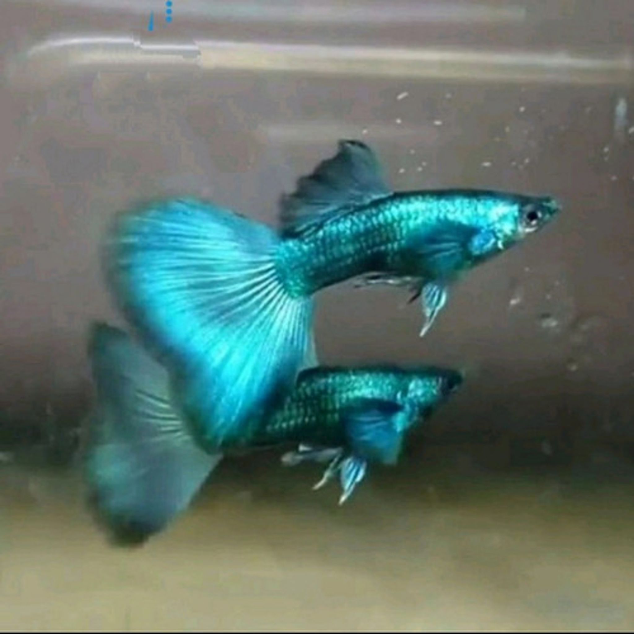 Higher Care Green Moscow Guppy