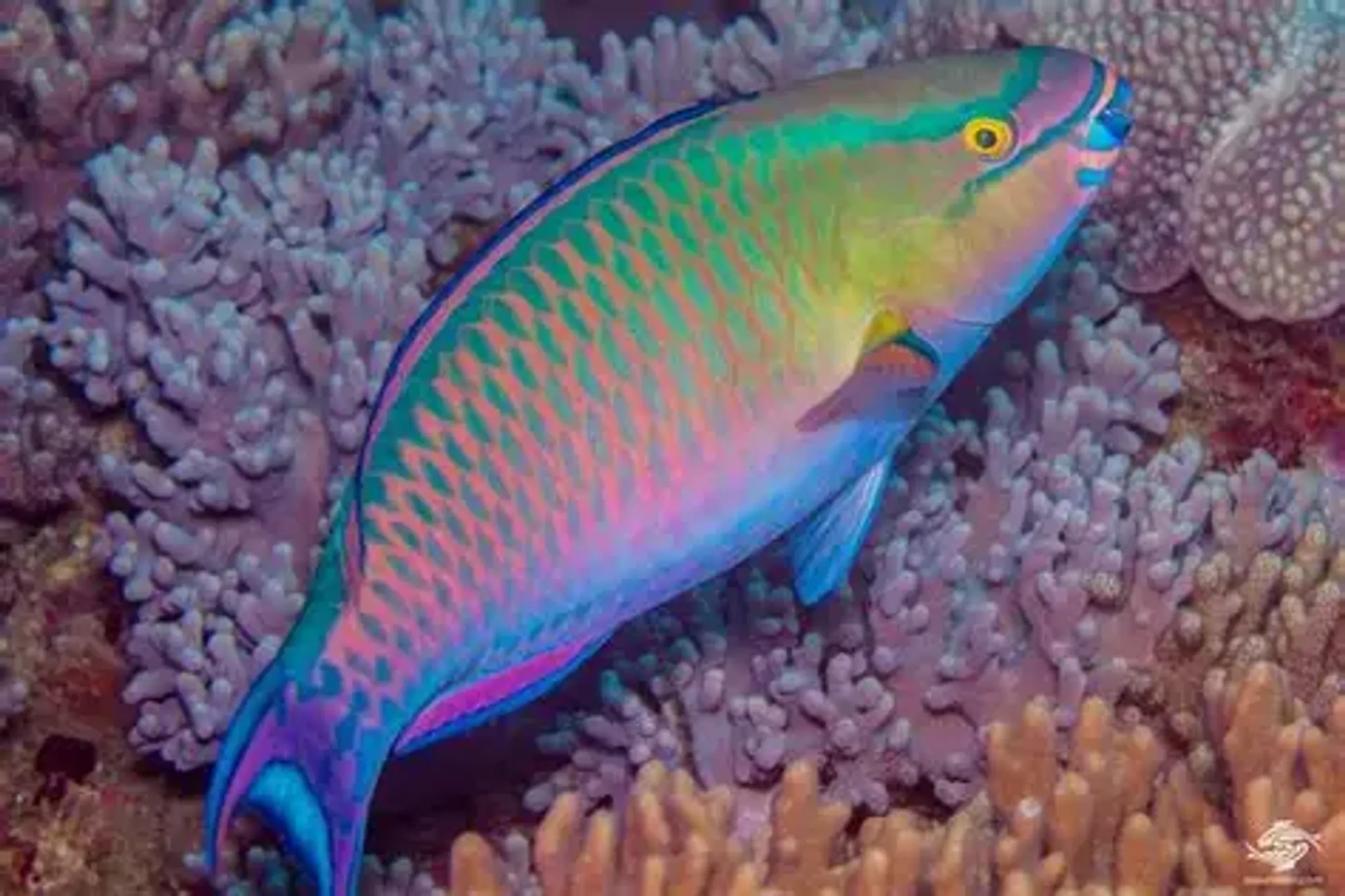 Green Parrot Fish