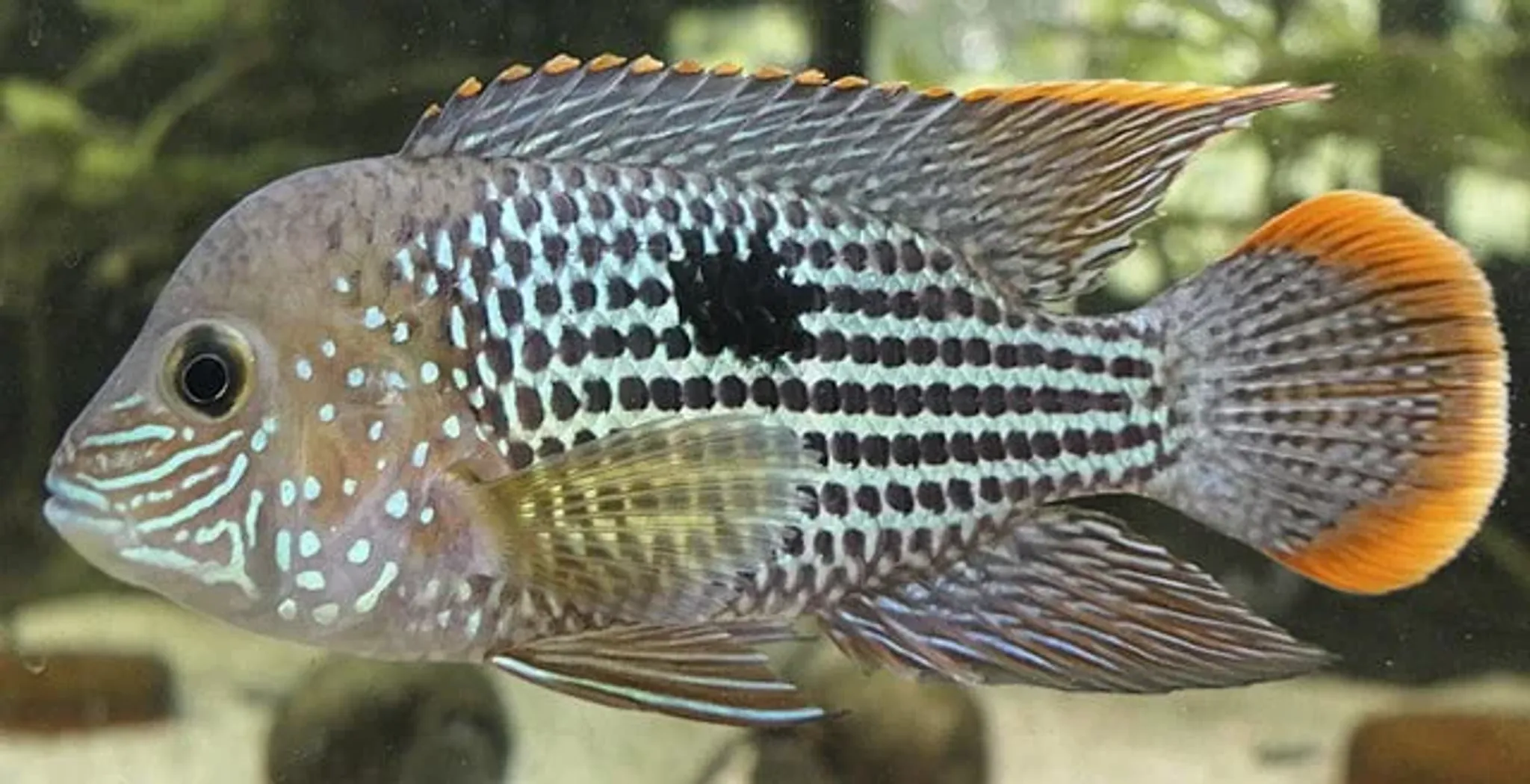 Green Terror Cichlid
