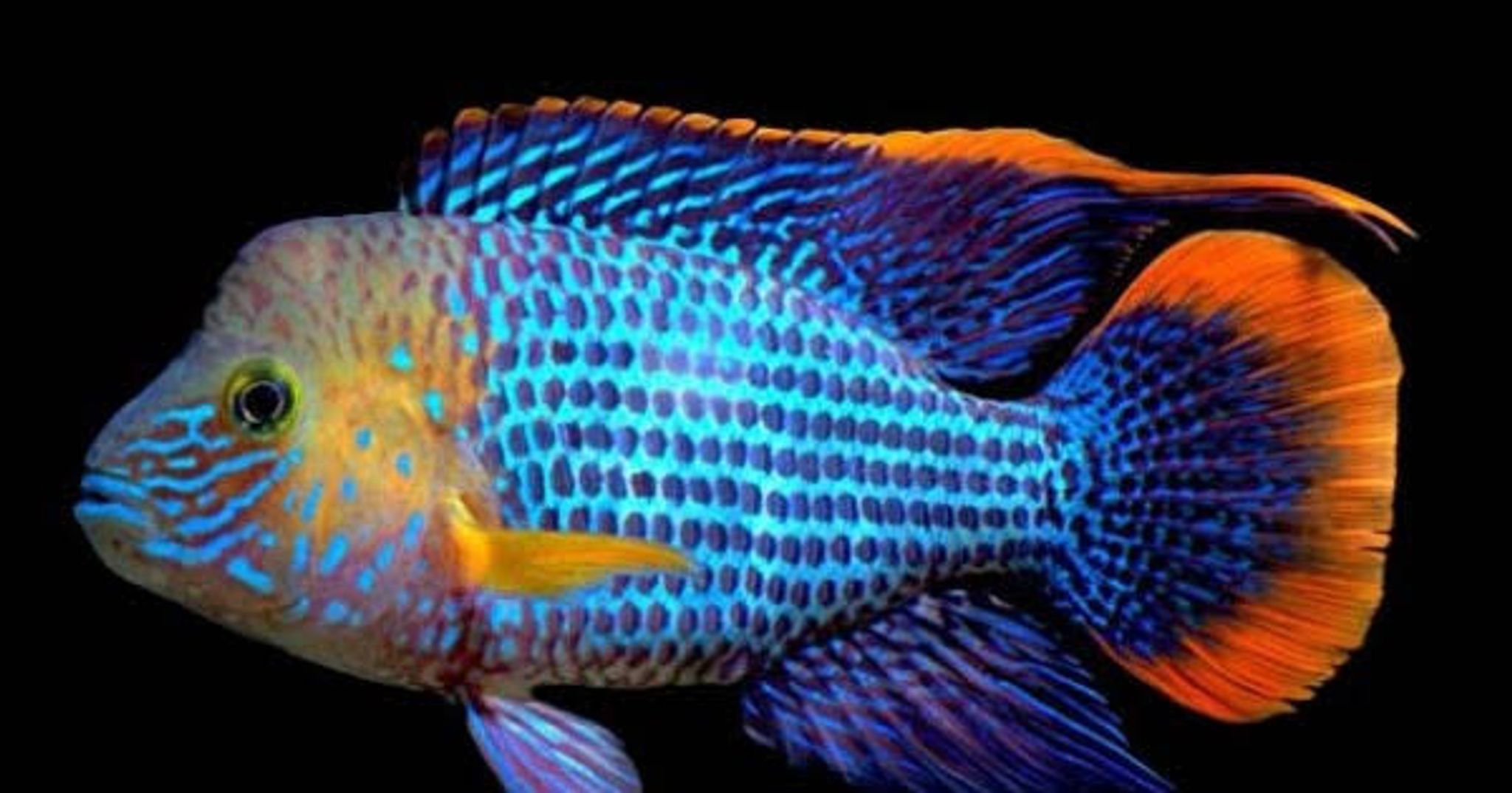 Green Terror Cichlid