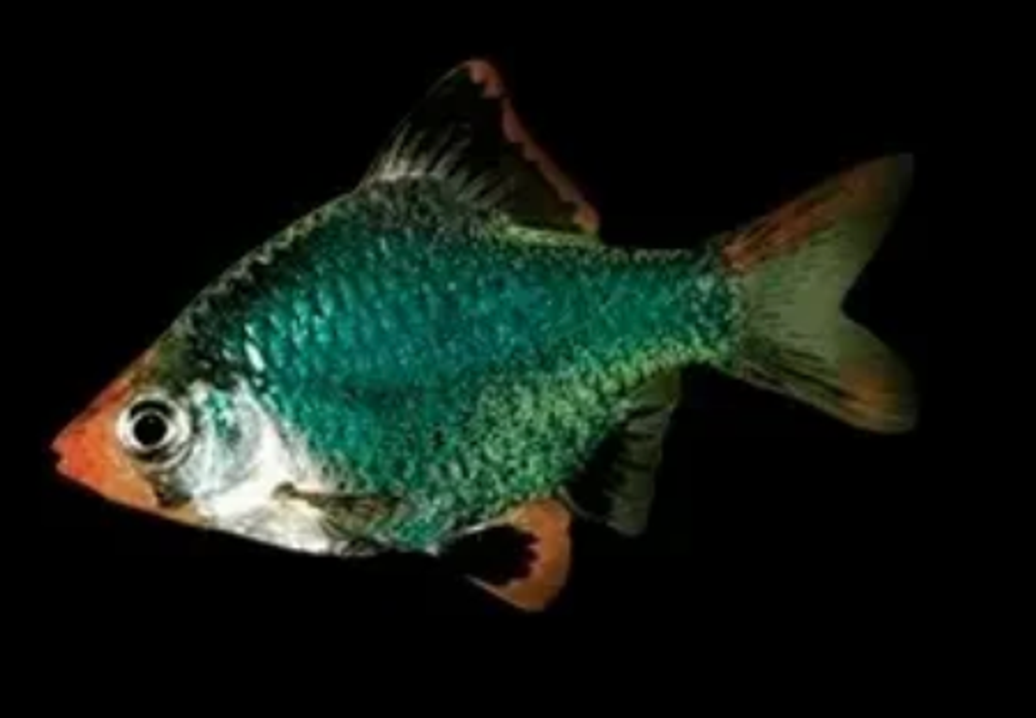 Green Tiger Barb