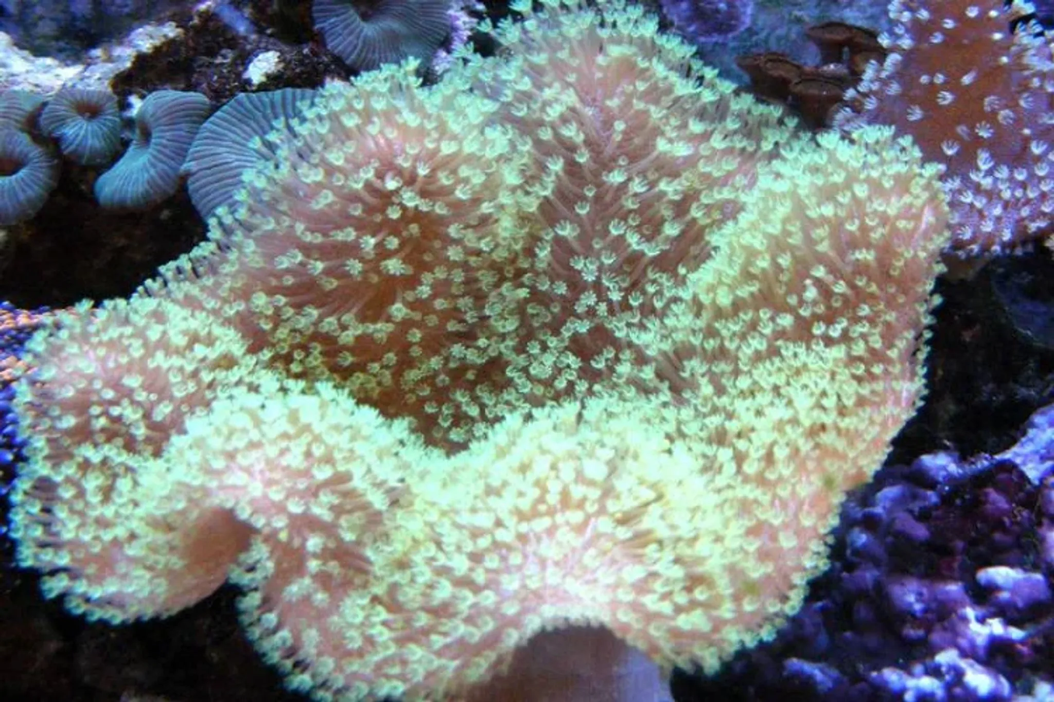 Green toadstool leather coral soft coral