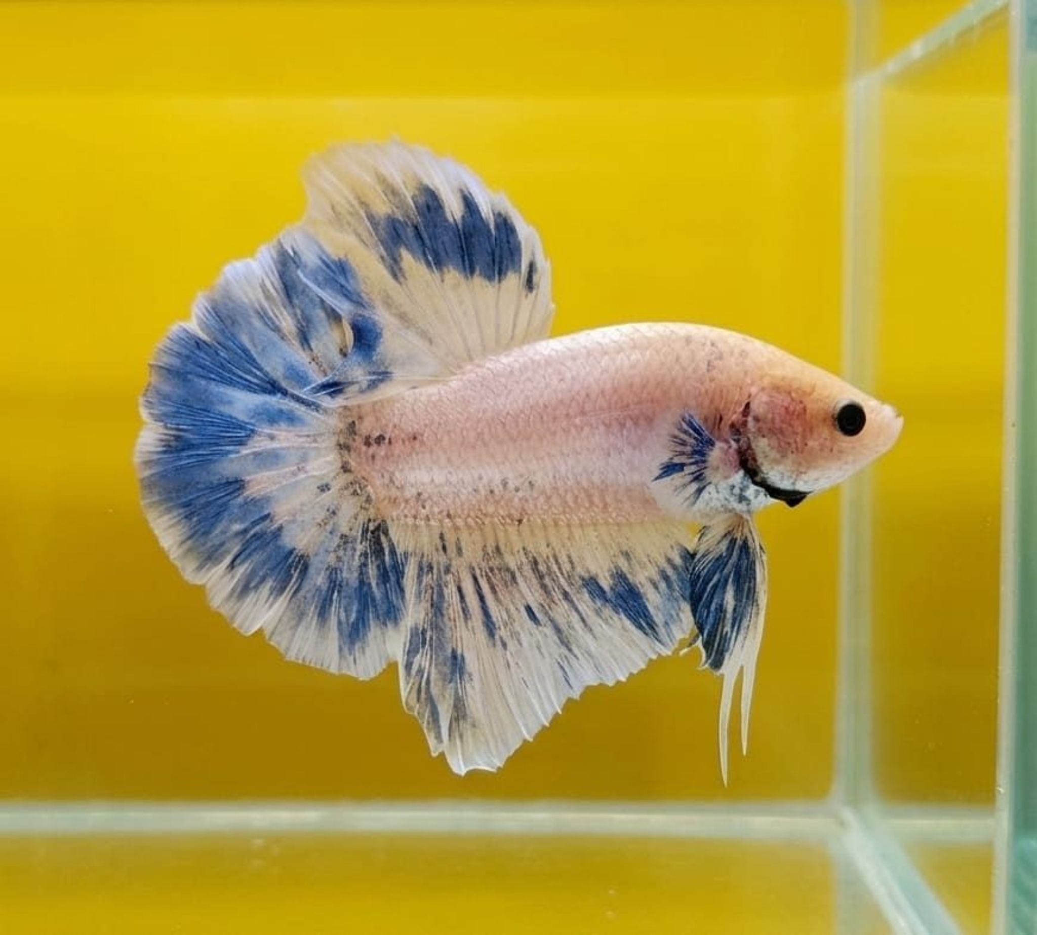 Grizzle Giant Betta (Male)