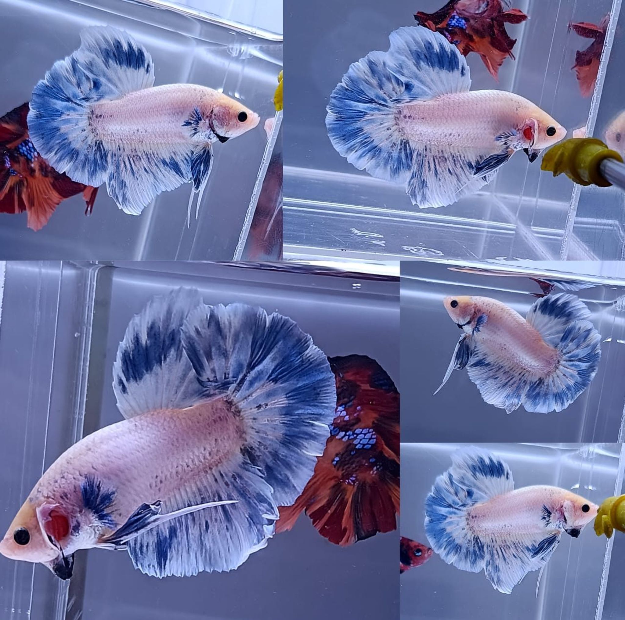 Grizzle Giant Betta (Male)