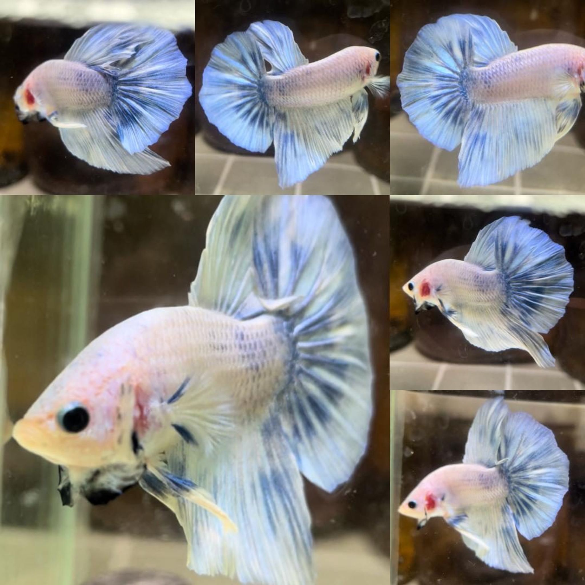 Grizzle Overtail Giant Betta (Male)