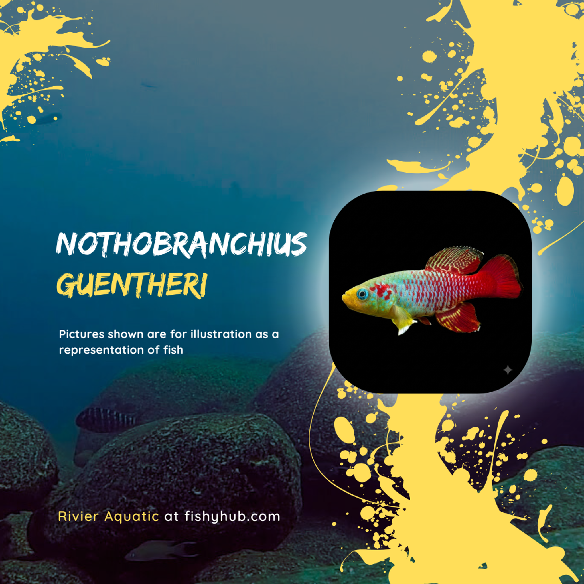 Guentheri Killifish (Nothobranchius Guentheri)