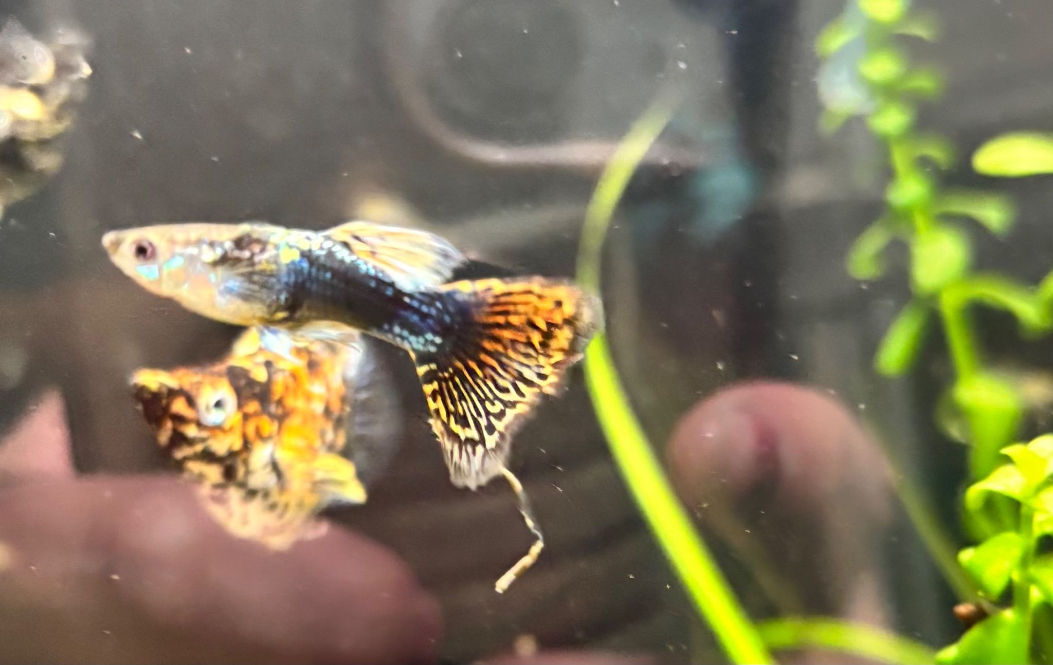 Guppy (male)