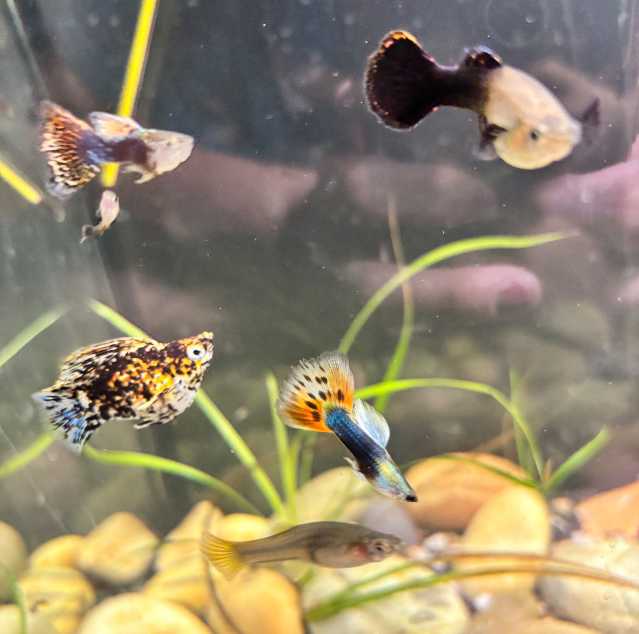 Guppy (male)