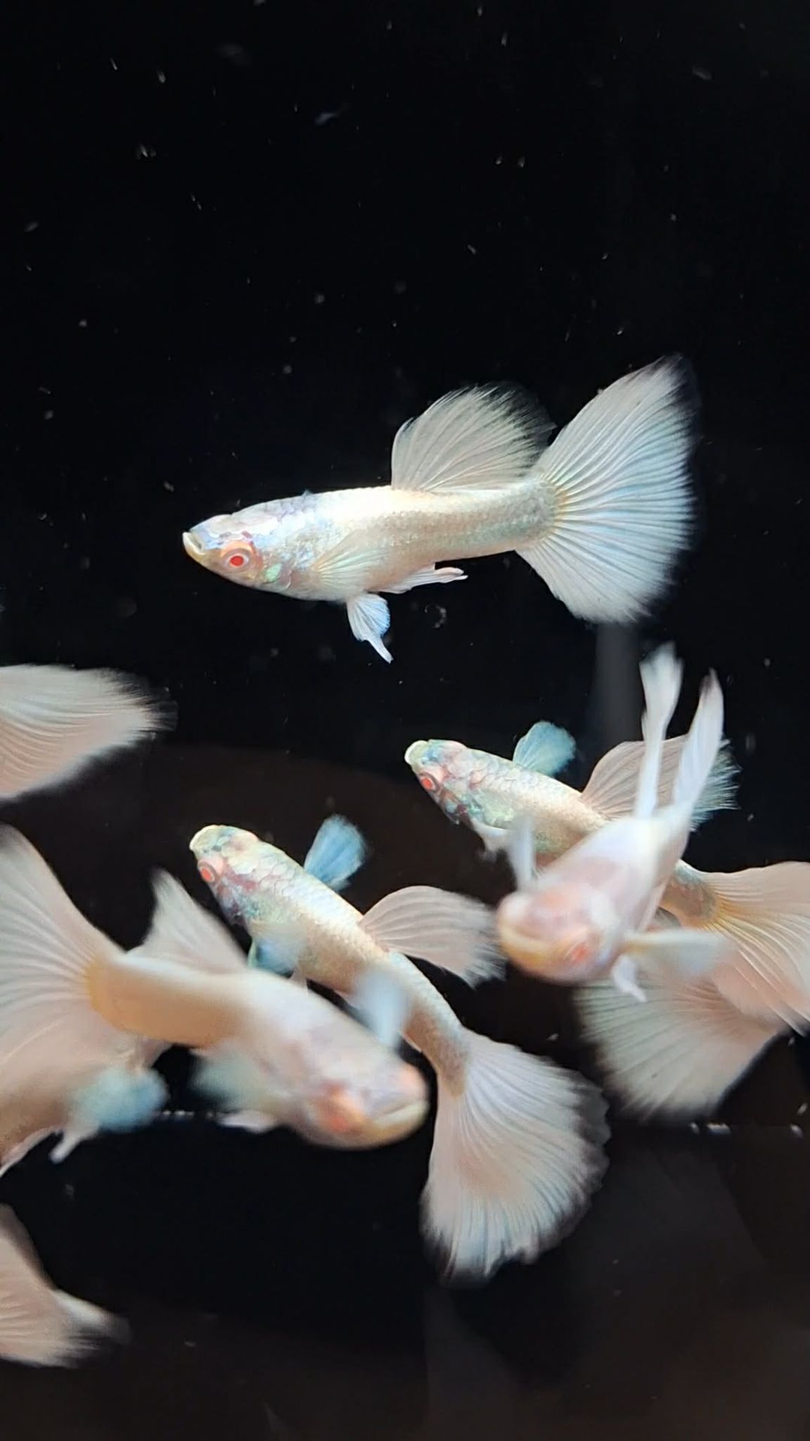 Guppy AFP BD