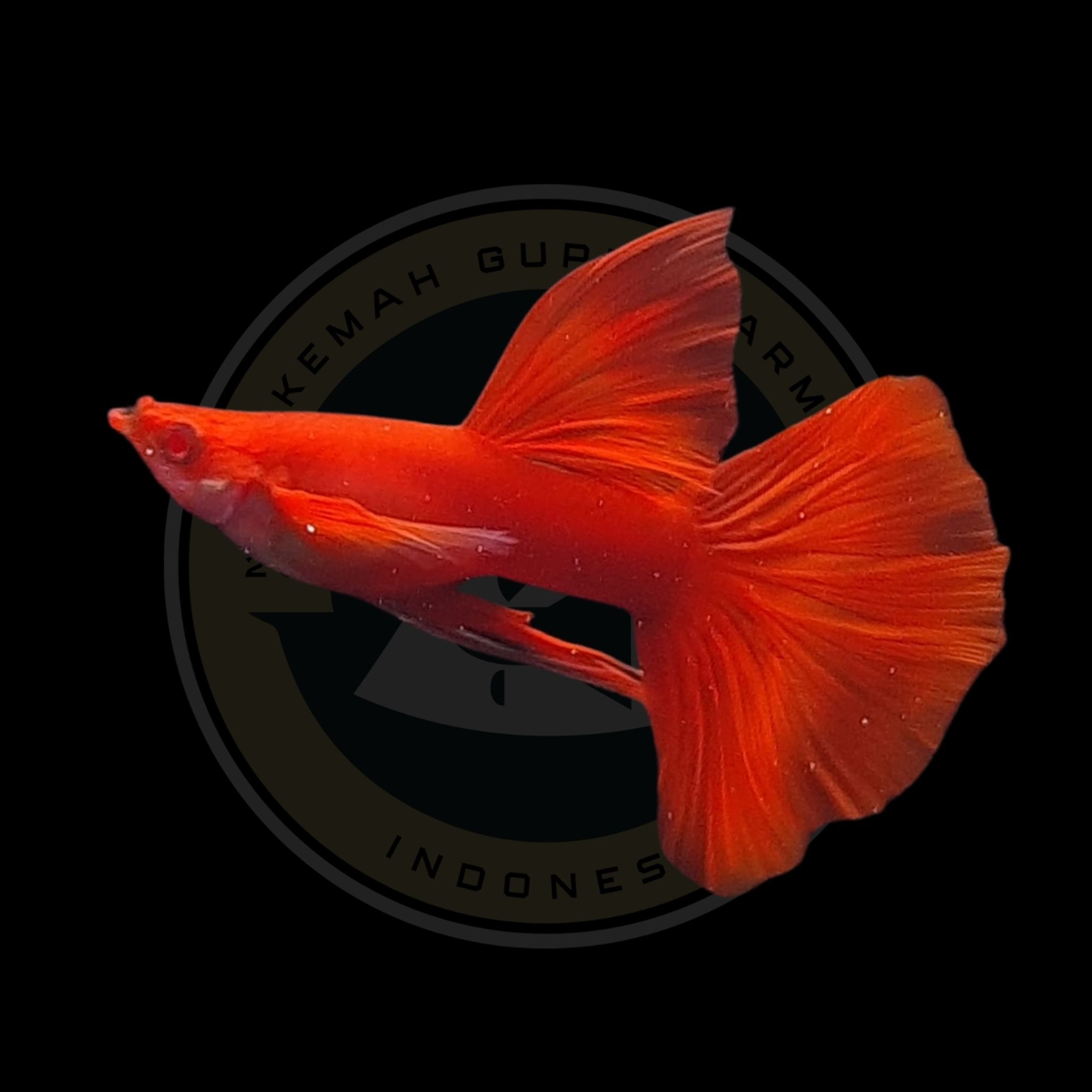 GUPPY AFR LONG EAR RIBBON HIGH DORSAL (ALBINO FULL RED)
