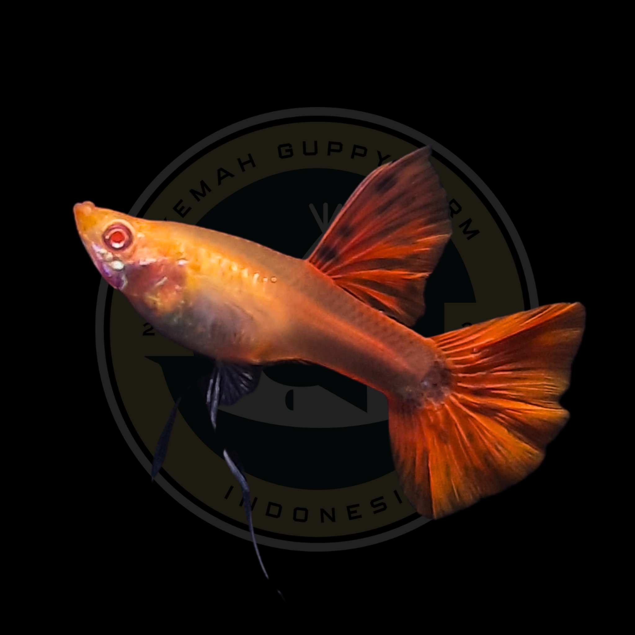 GUPPY AFR LONG EAR RIBBON HIGH DORSAL (ALBINO FULL RED)