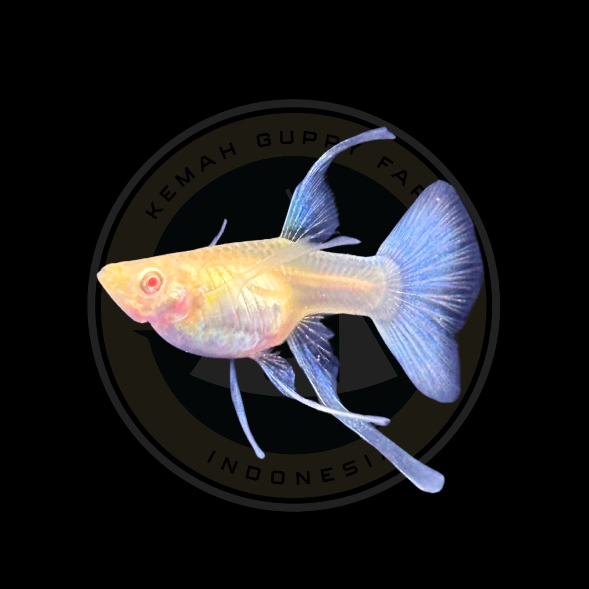 GUPPY ALBINO BLUE SKY LONG EAR FIN C RIBBON