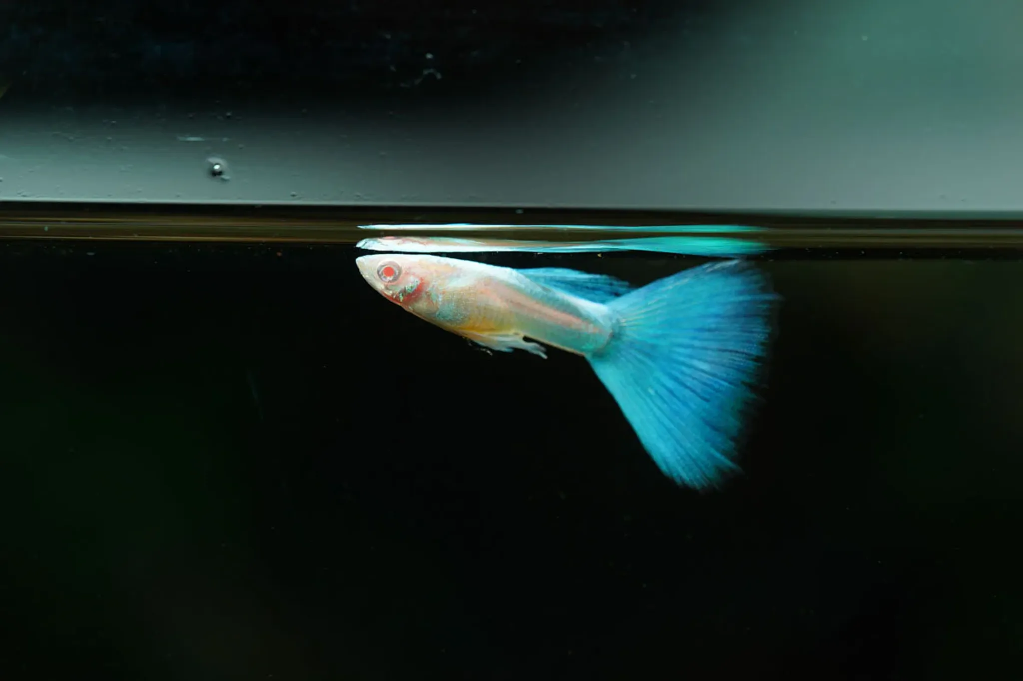 Higher Care Guppy Albino Blue