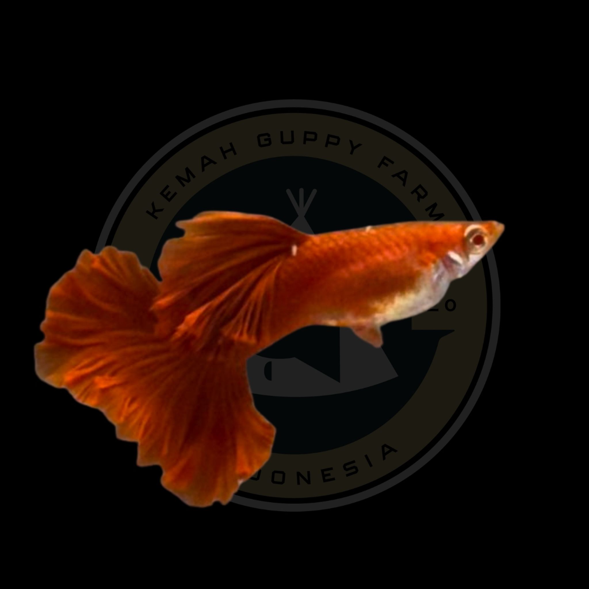 GUPPY AFR ROSETAIL PREMIUM QUALITY