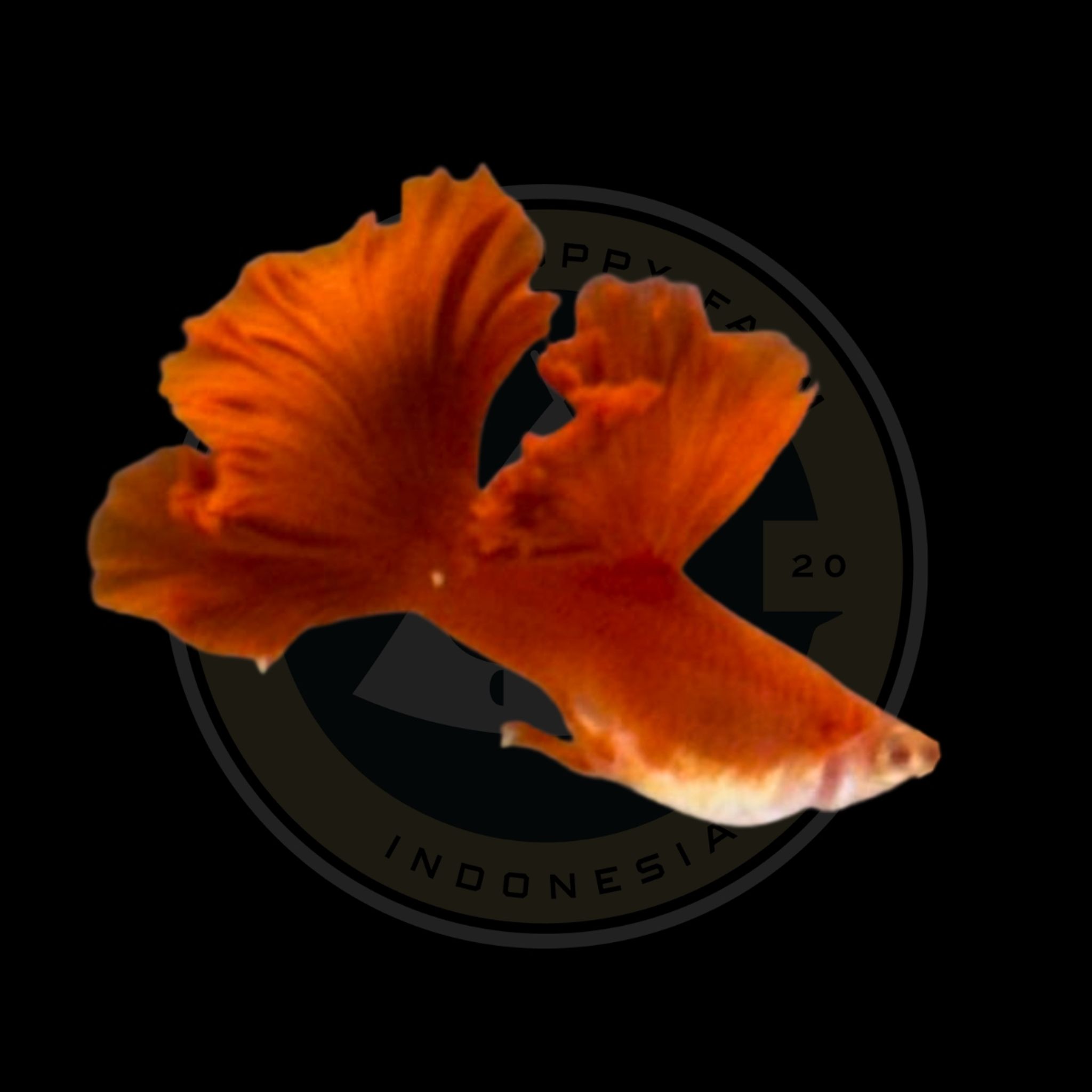 GUPPY AFR ROSETAIL PREMIUM QUALITY