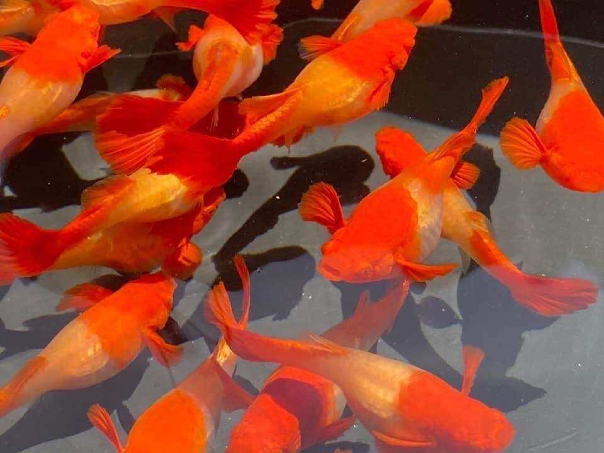 Higher Care Guppy Albino Koi Red