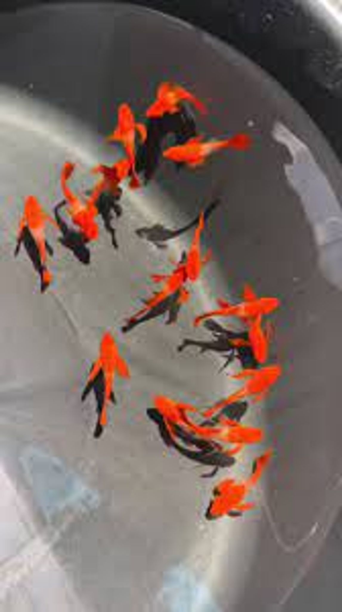 Higher Care Guppy Albino Koi Red