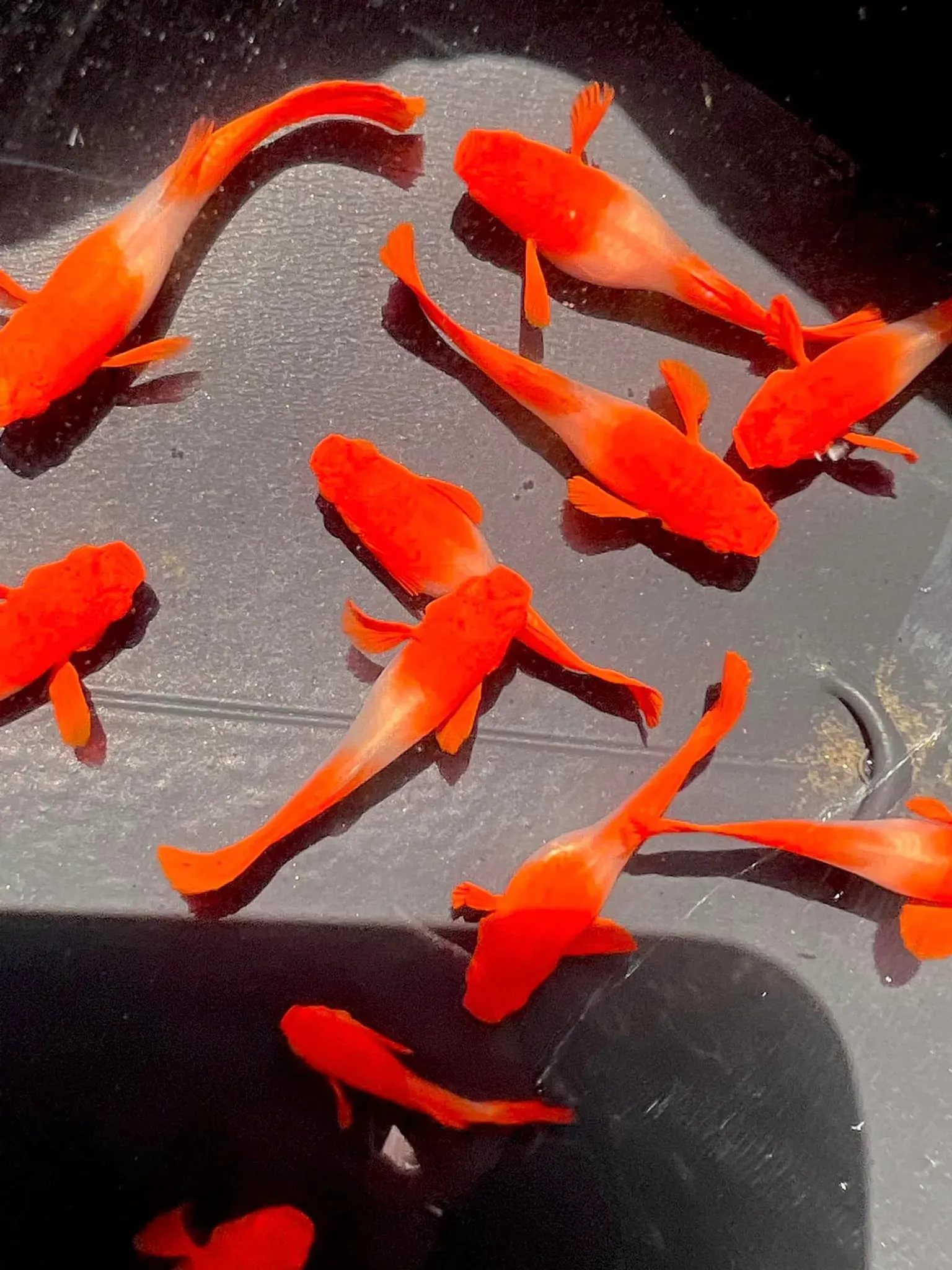 Higher Care Guppy Albino Koi Red