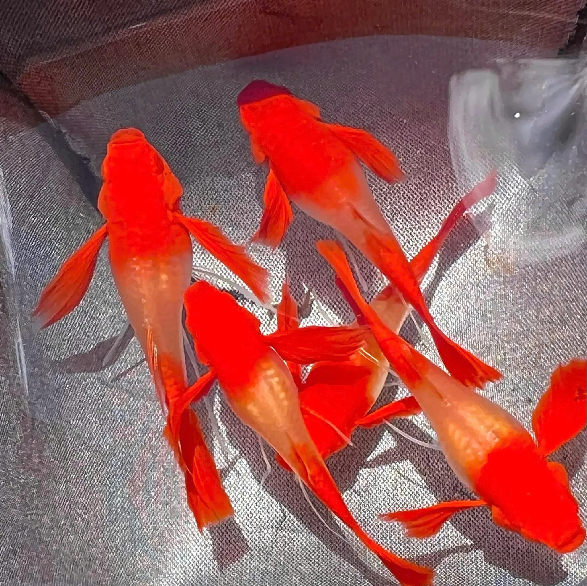Higher Care Guppy Albino Koi Red