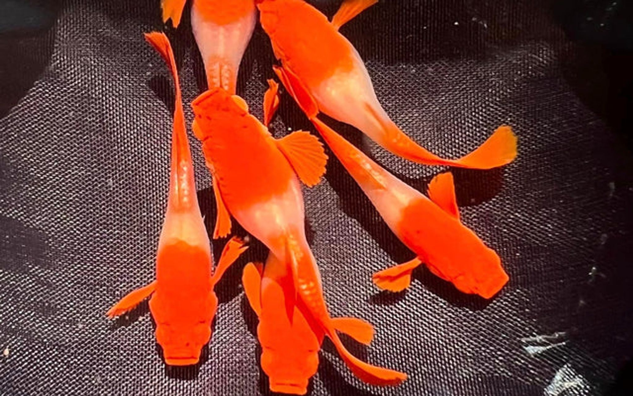 Higher Care Guppy Albino Koi Red