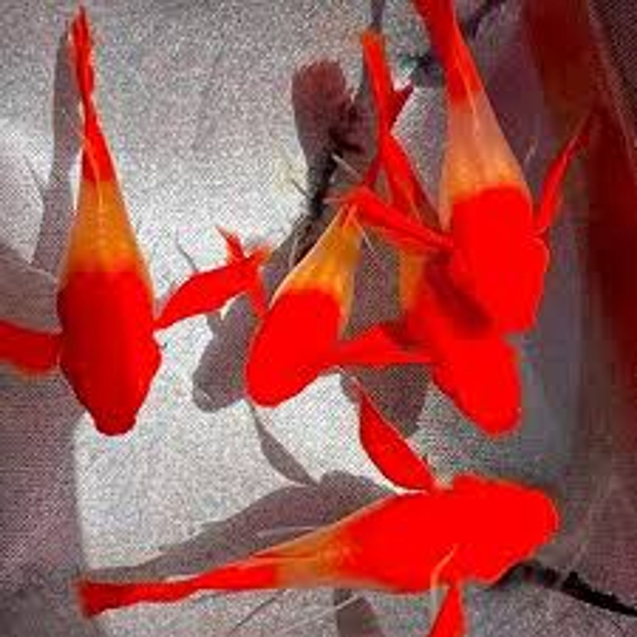 Guppy Albino Koi Red Ear Ribbon n No Ribbon