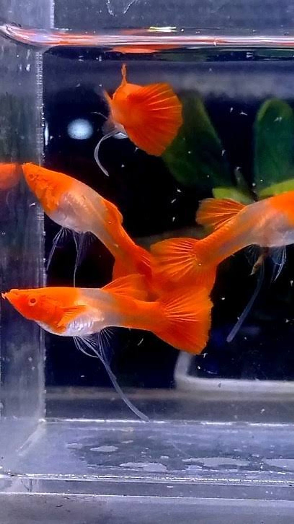 Guppy Albino Koi Red Ear Ribbon n No Ribbon