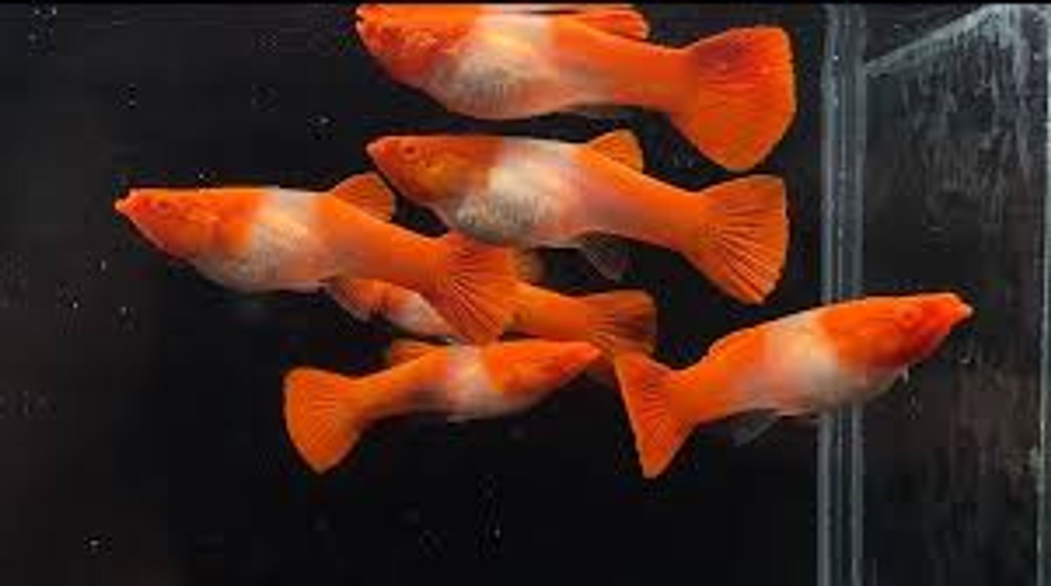 Guppy Albino Koi Red Ear Ribbon n No Ribbon