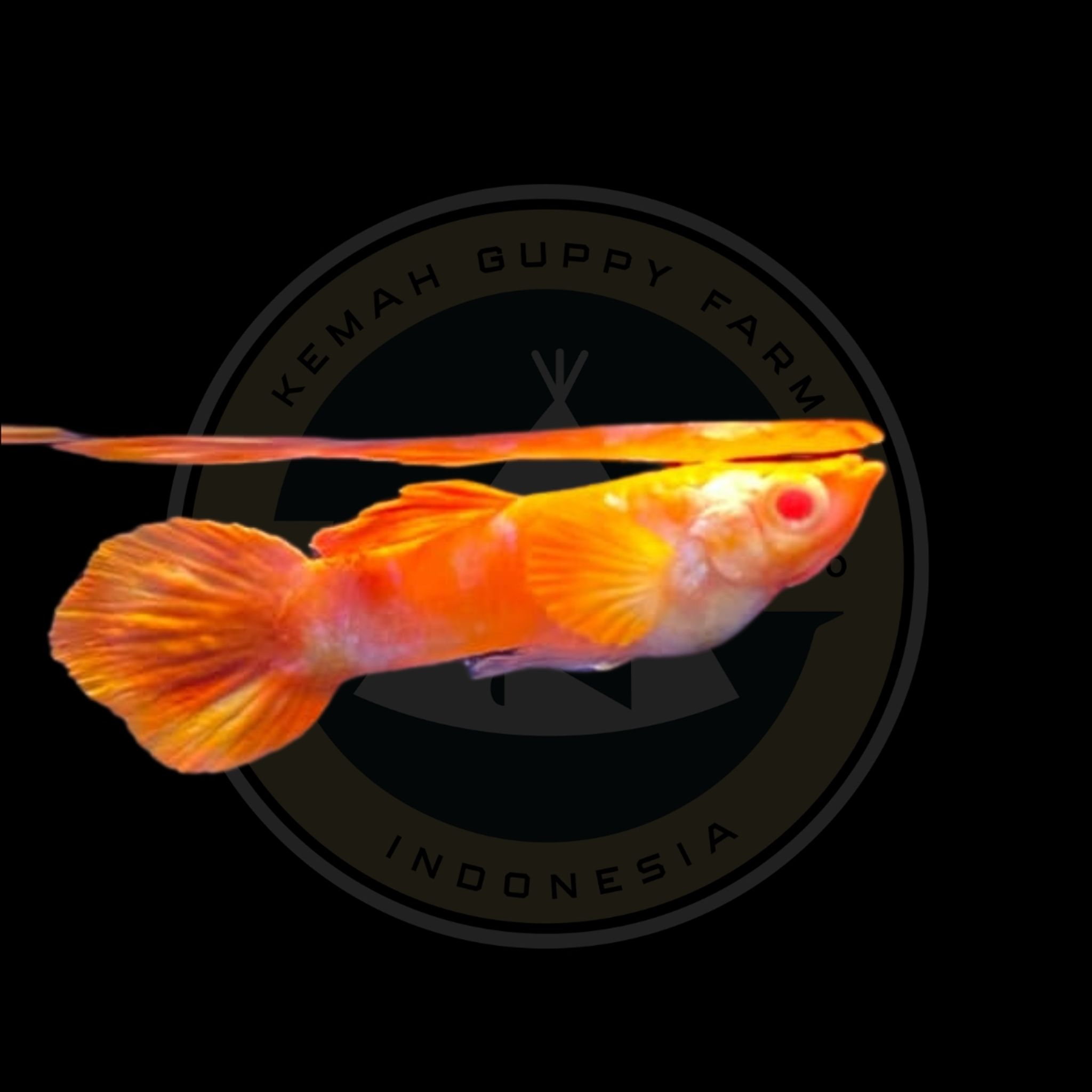 GUPPY ALBINO KOI RED EAR