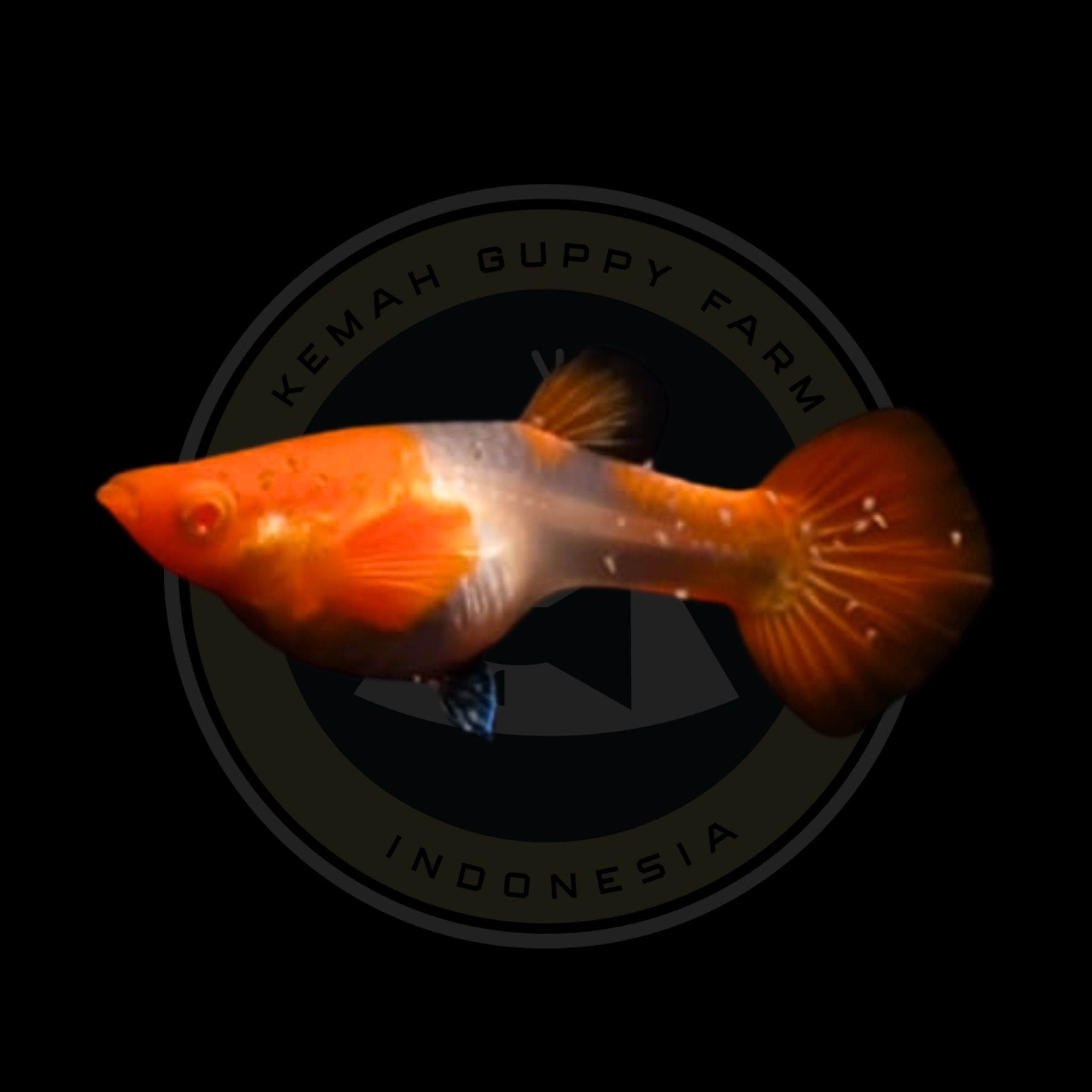GUPPY ALBINO KOI RED EAR