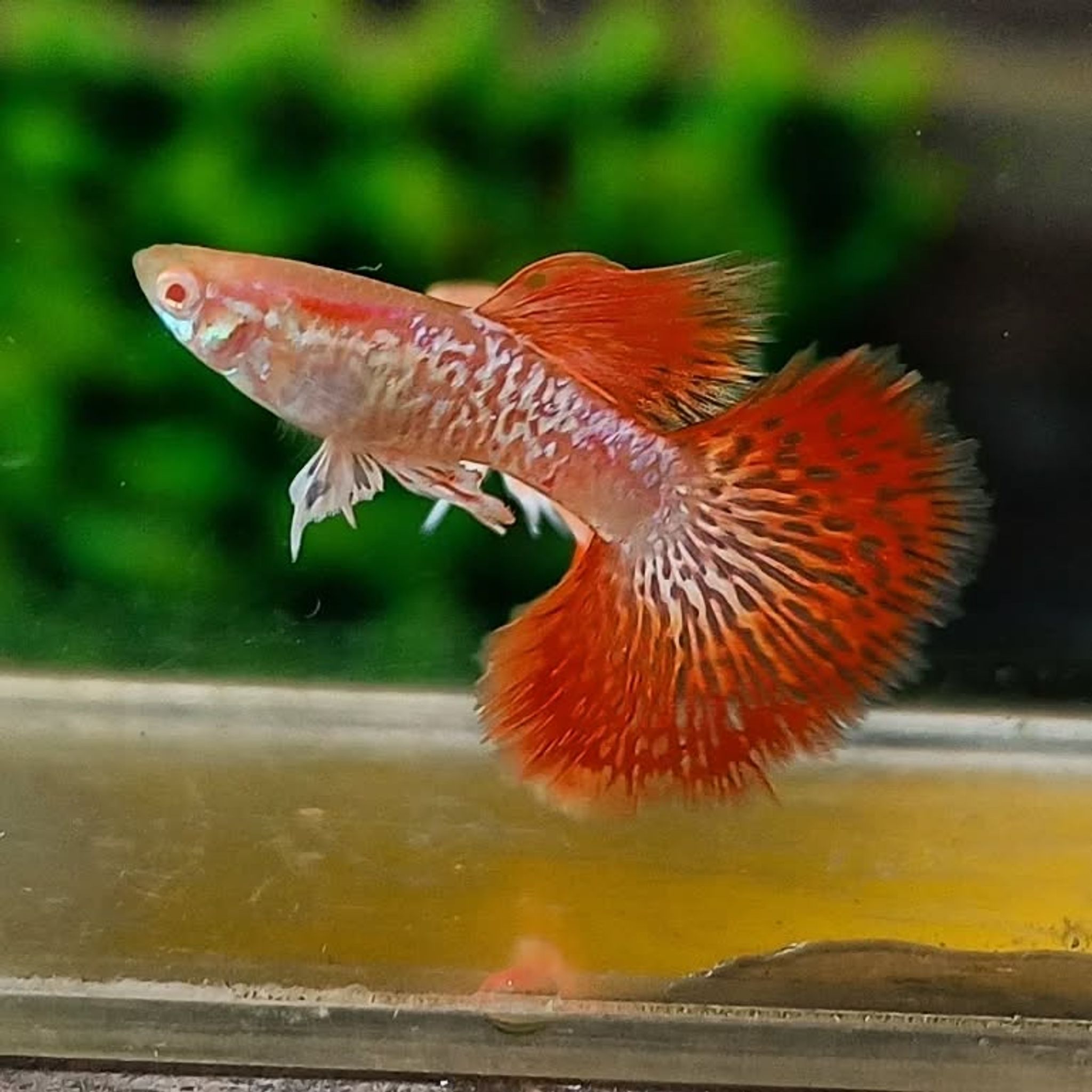 Higher Care Guppy Albino Red Dragon Halfmon
