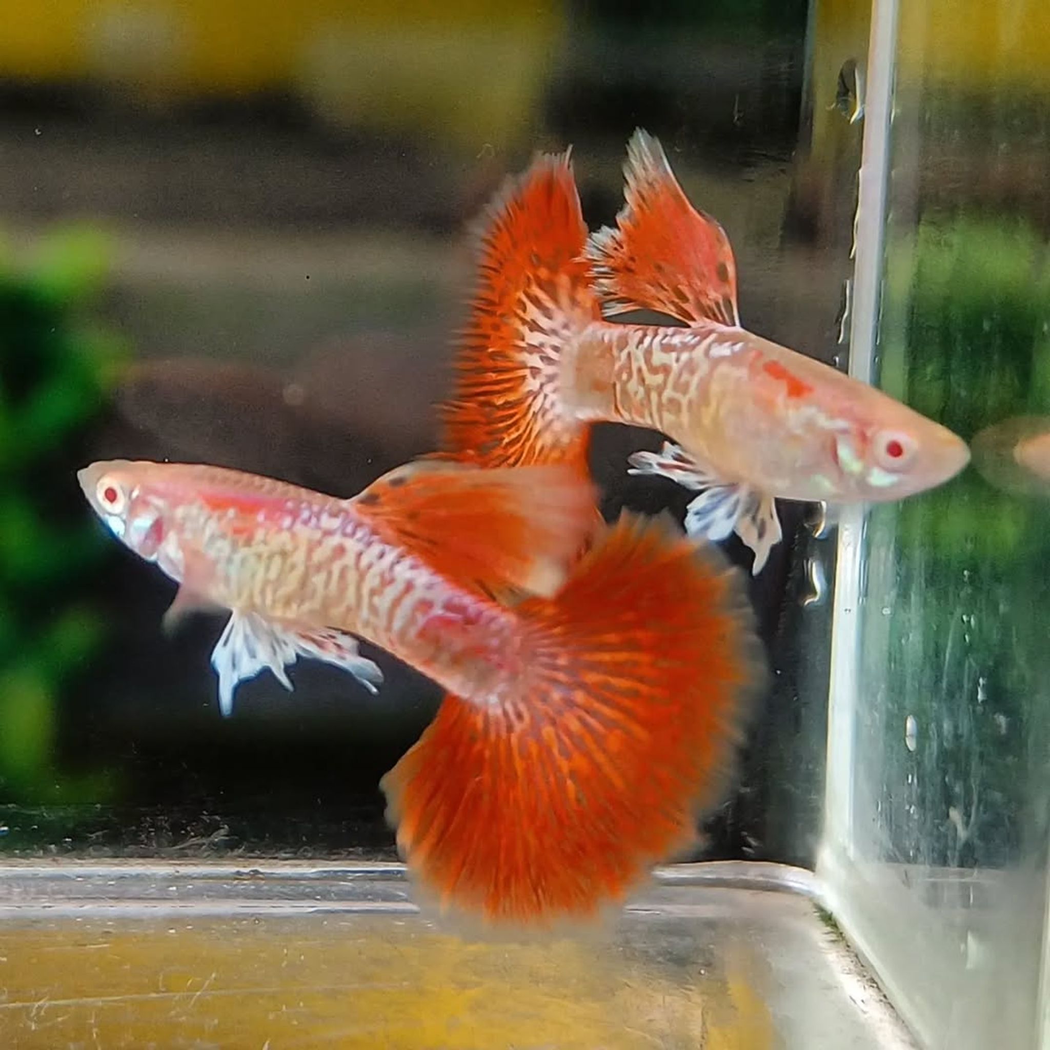 Higher Care Guppy Albino Red Dragon Halfmon