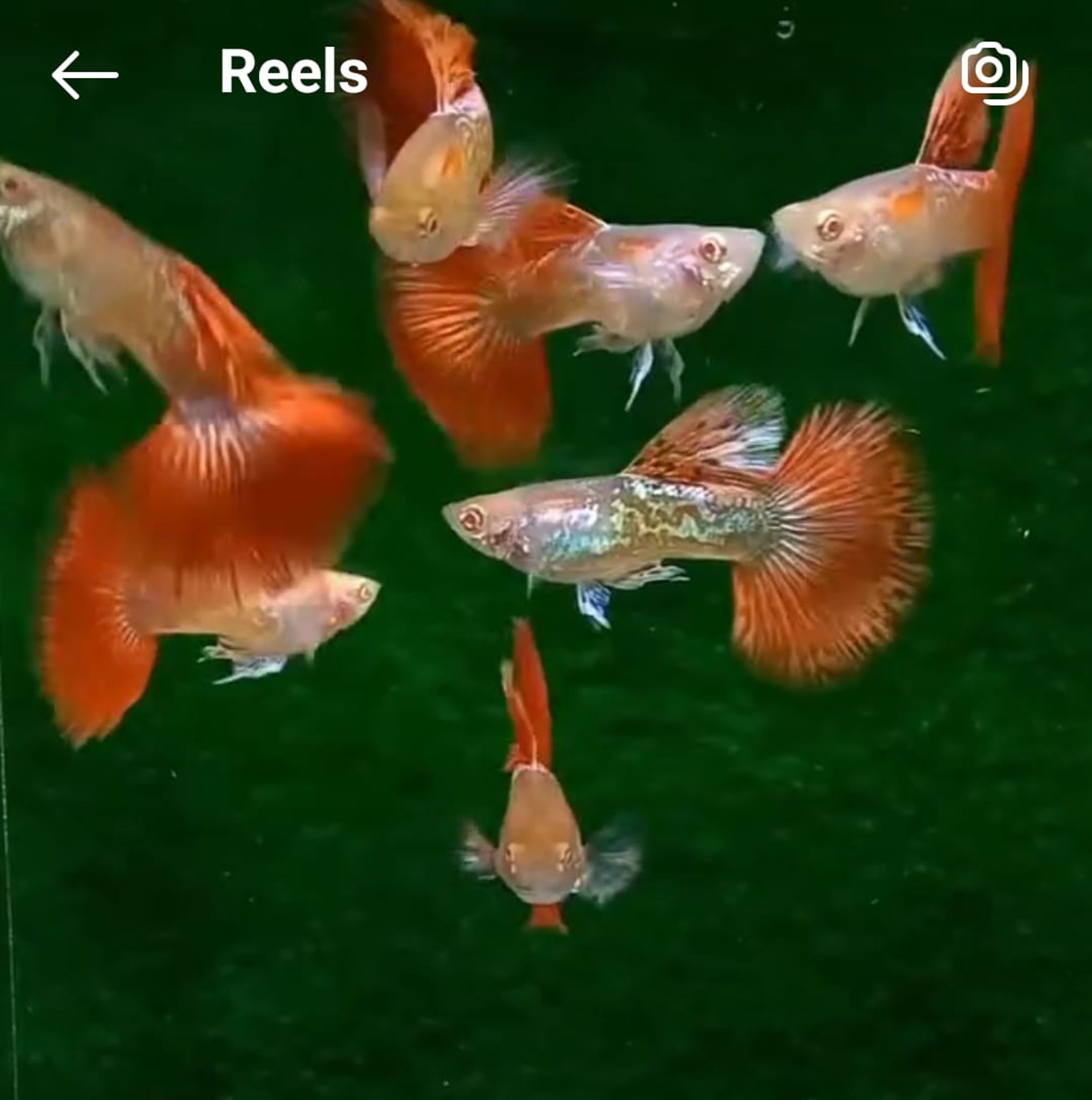 Higher Care Guppy Albino Red Dragon Halfmon
