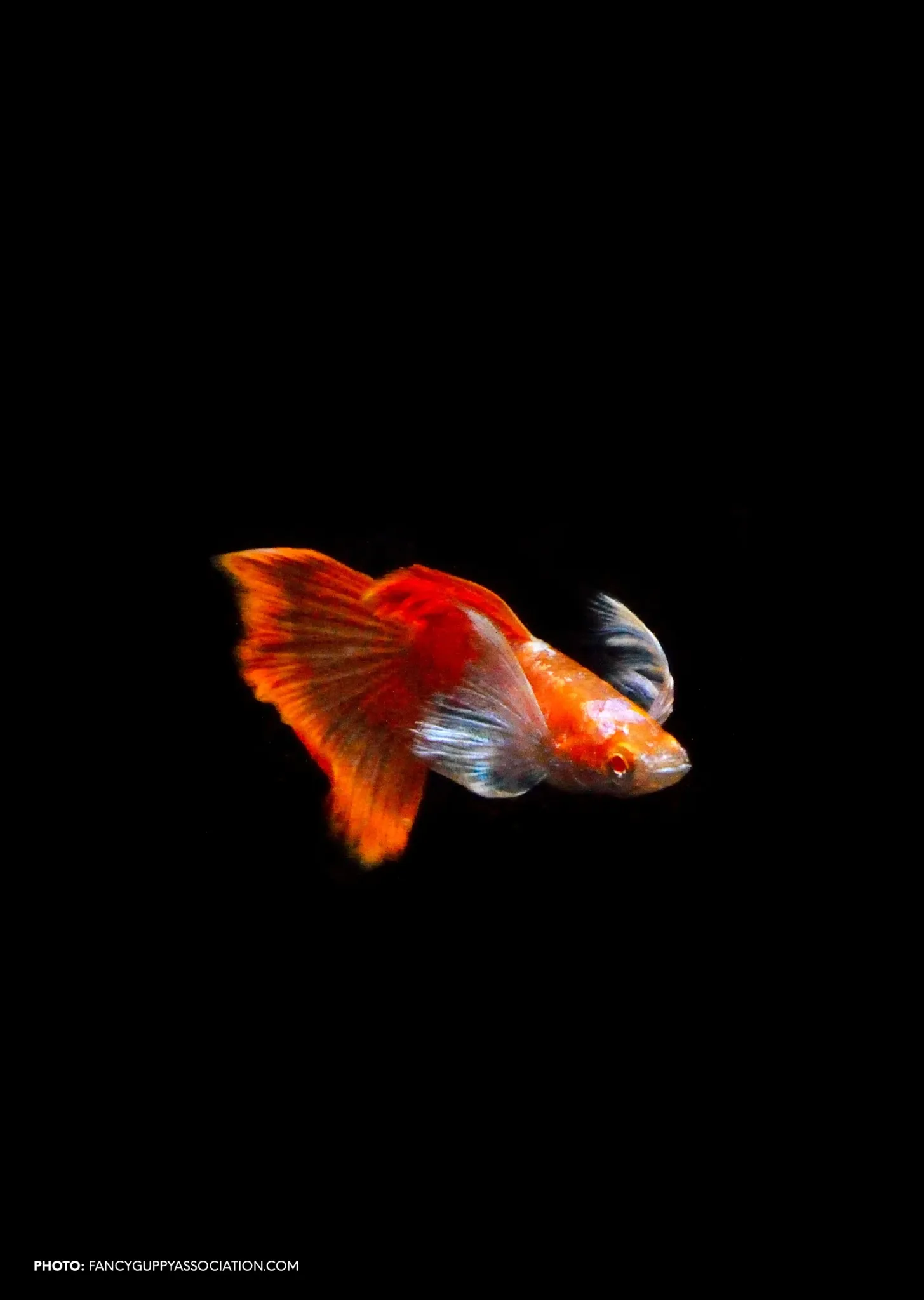 Higher Care Guppy Albino Texudo White Ear