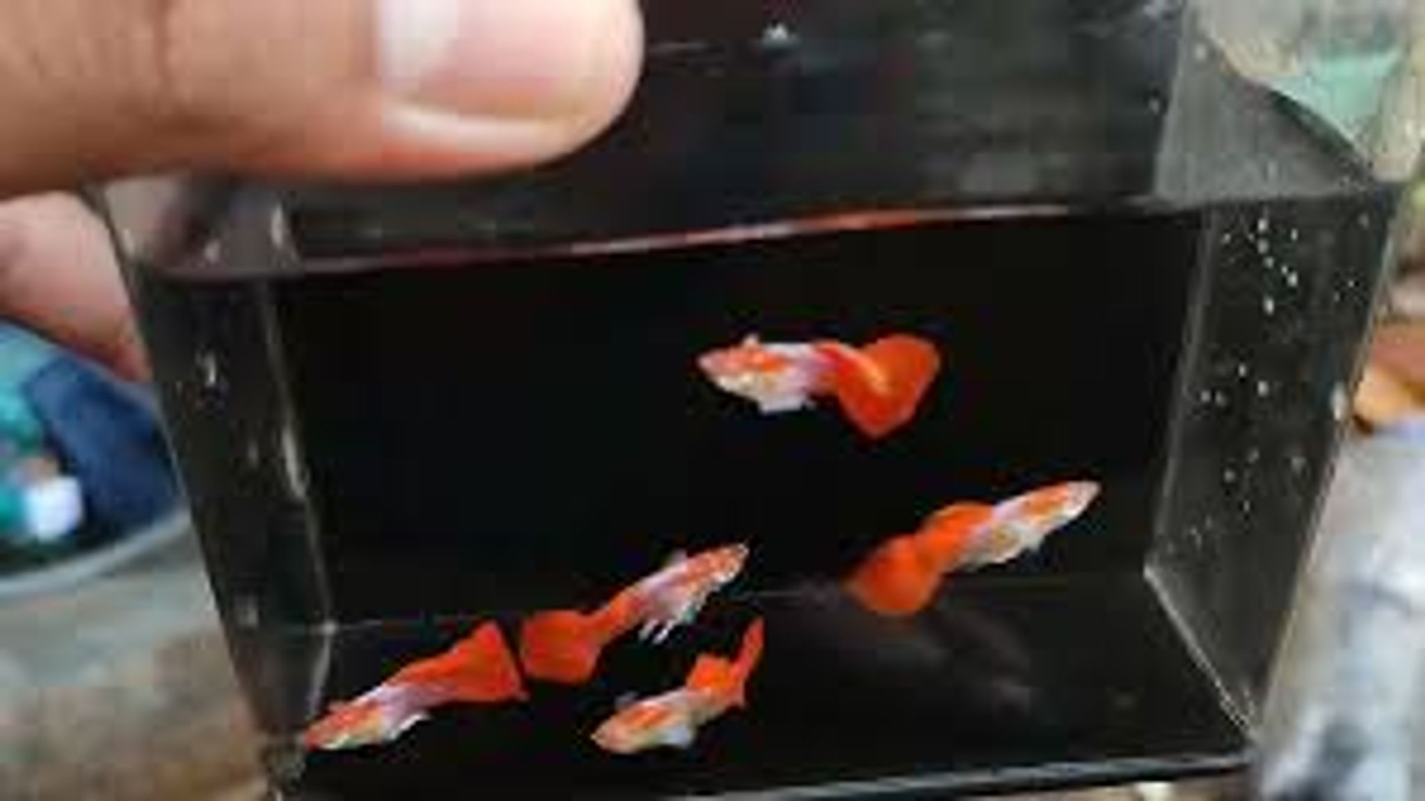 Higher Care Guppy Albino Texudo White Ear