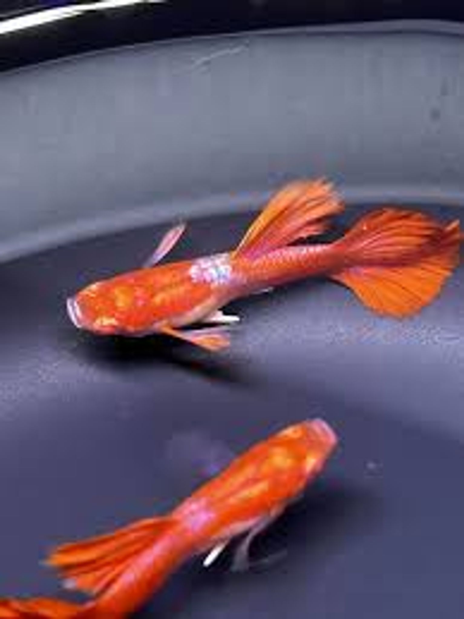 Guppy Albino Tuxsido White Ear