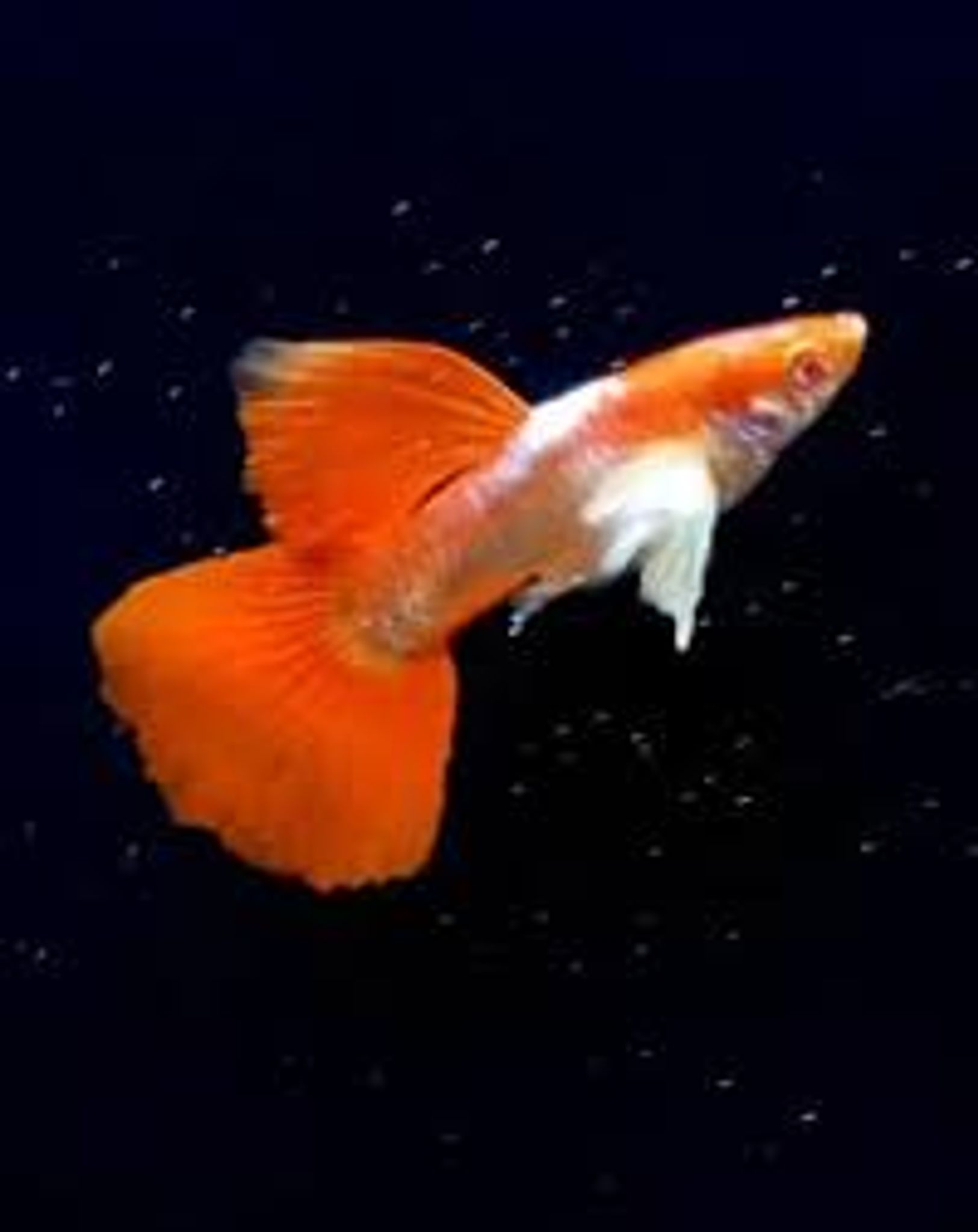 Guppy Albino Tuxsido White Ear