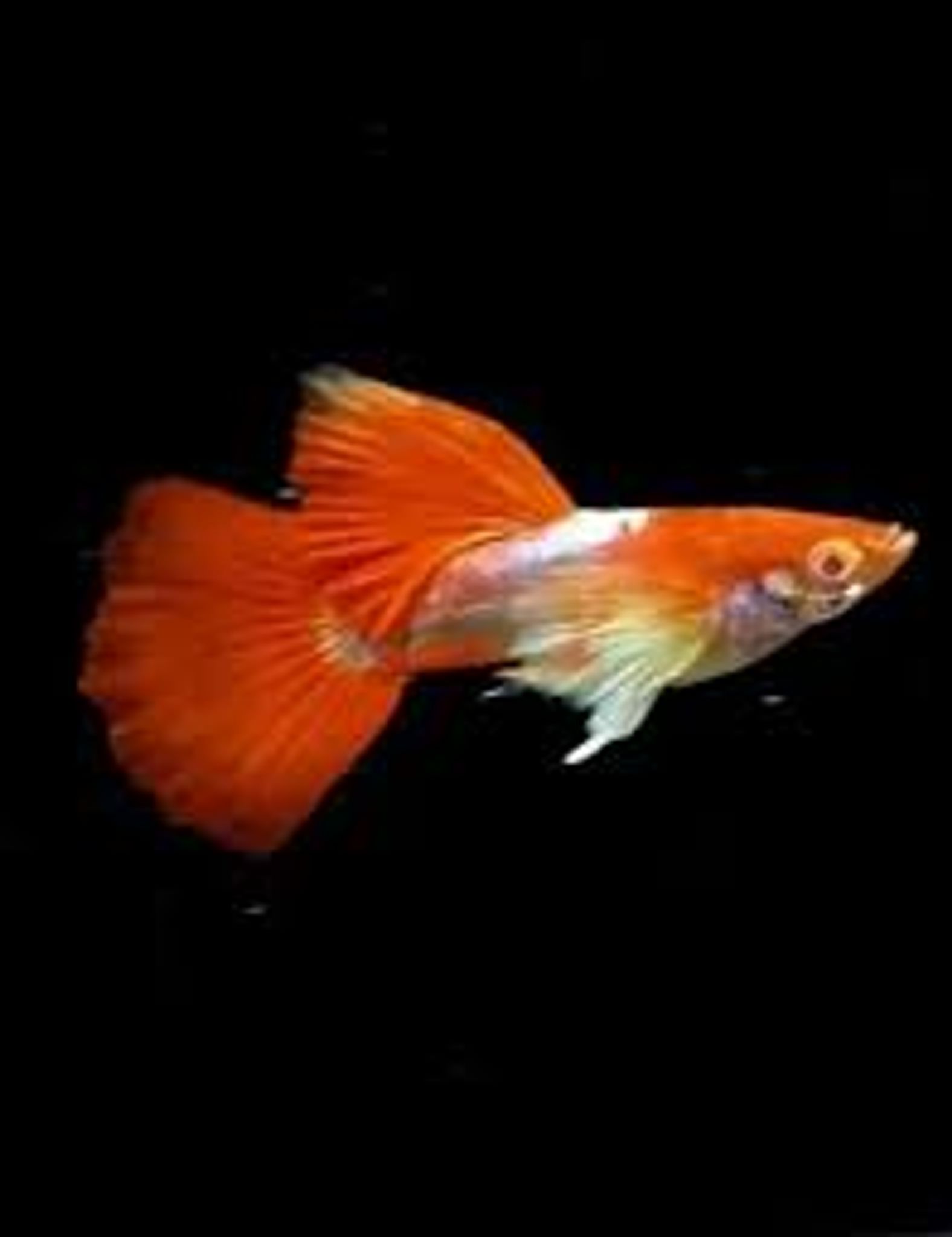 Guppy Albino Tuxsido White Ear