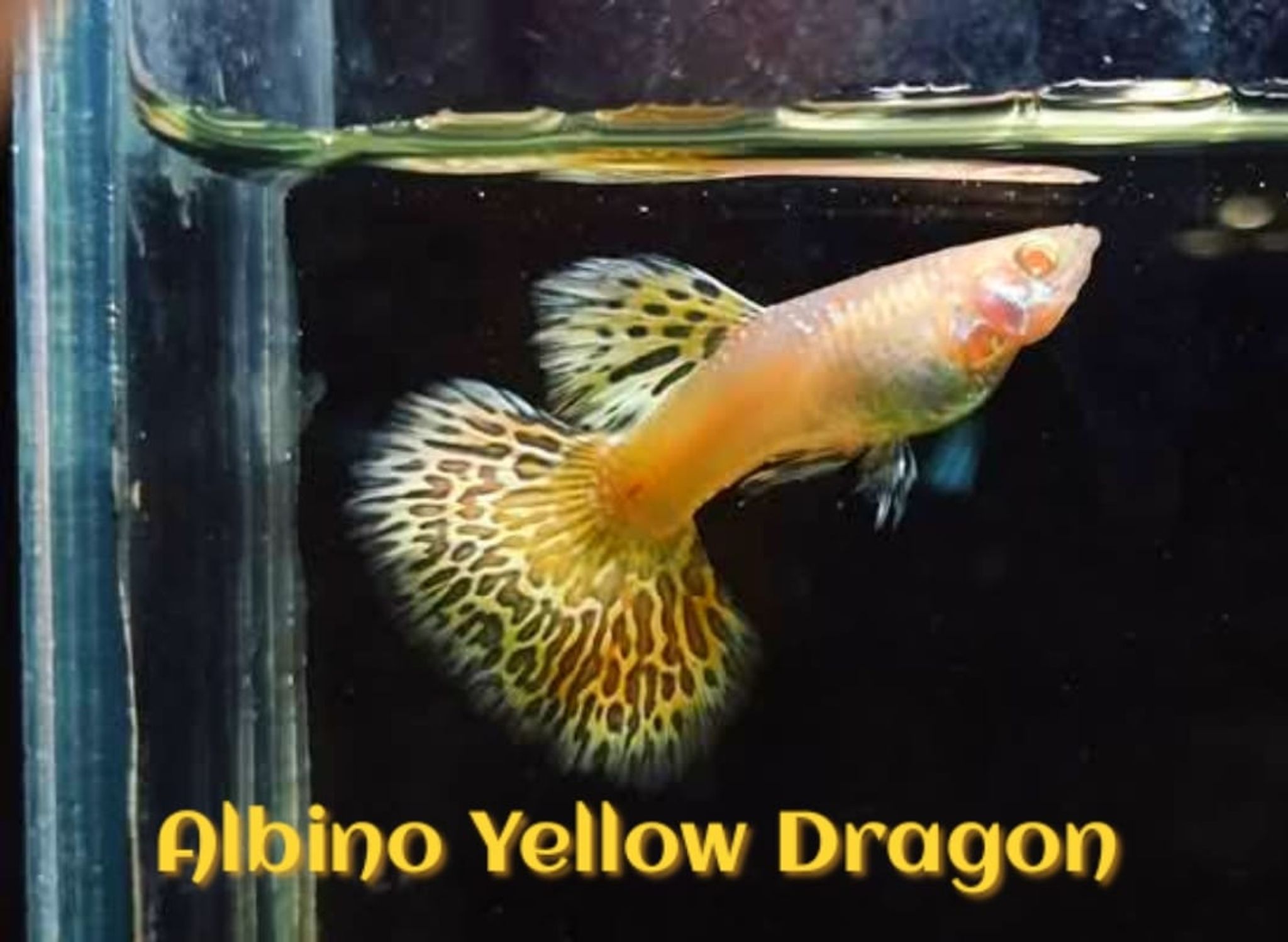 Higher Care Guppy Albino Yellow Dragon