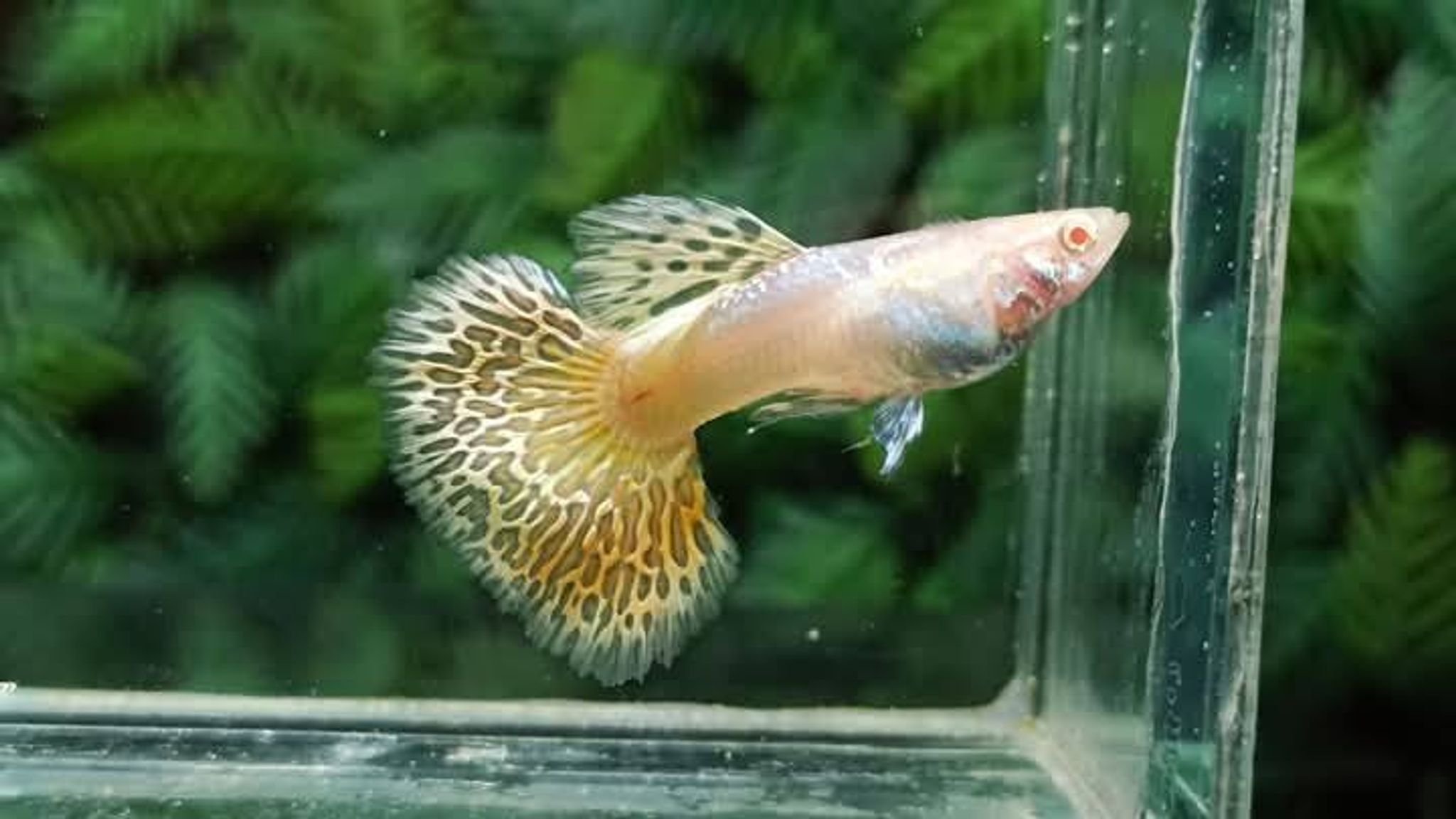 Higher Care Guppy Albino Yellow Dragon