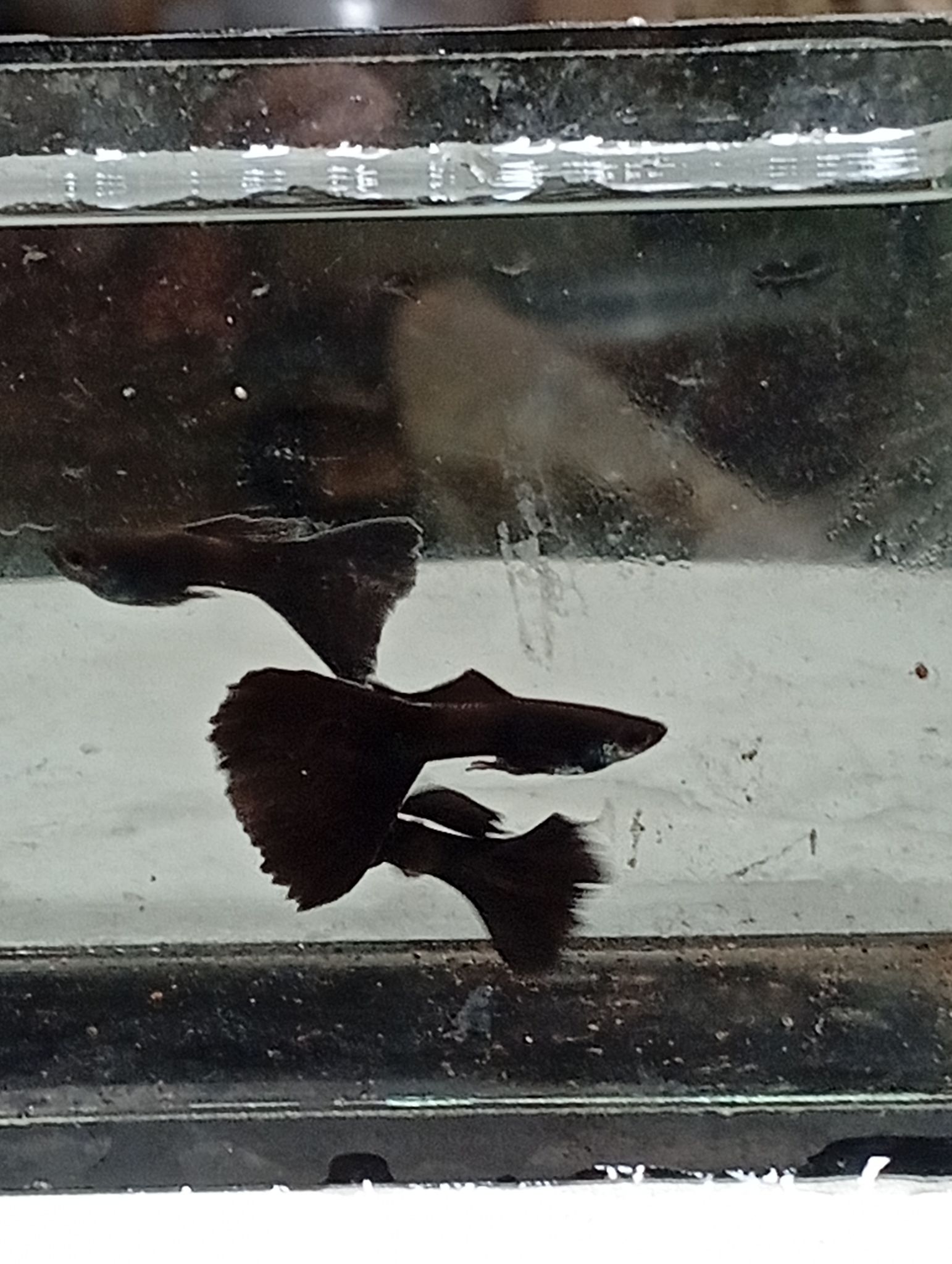 Higher Care Guppy Black Moscow