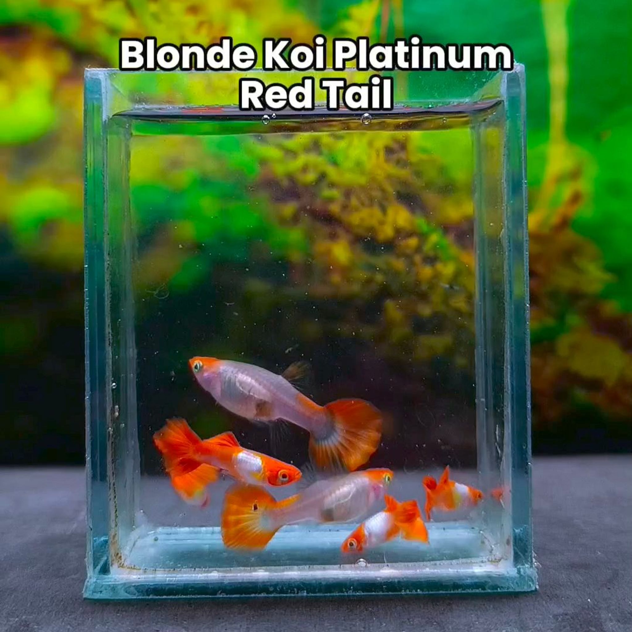 Guppy Blonde Koi Platinum Red Tail (Pair)