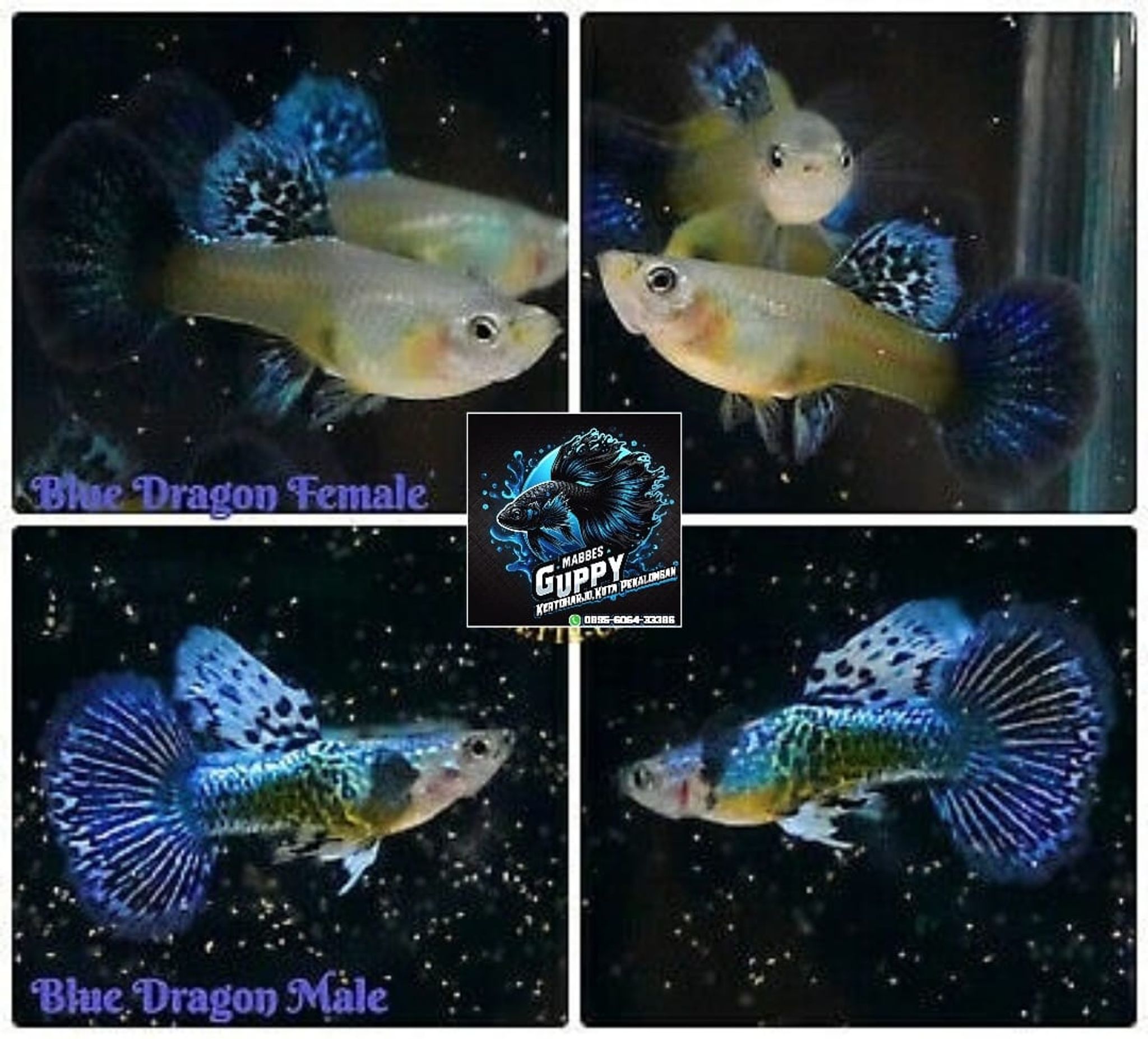 Guppy Blue Dragon Female n Male