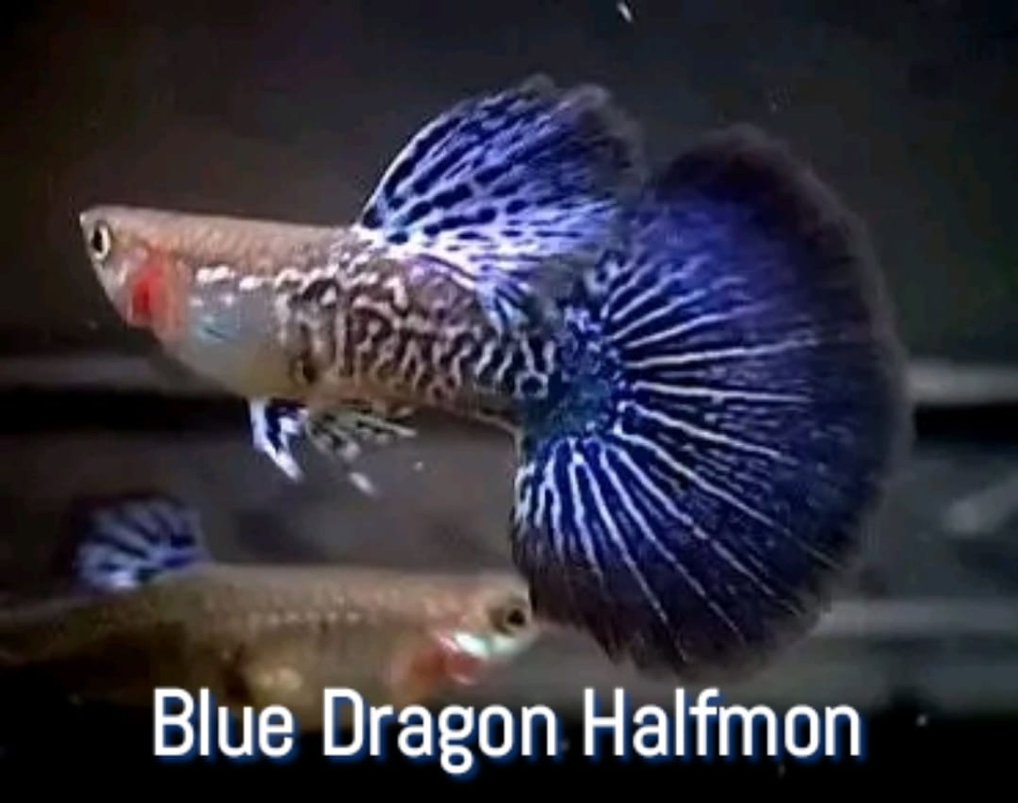 Higher Care Guppy Blue Dragon Halfmon
