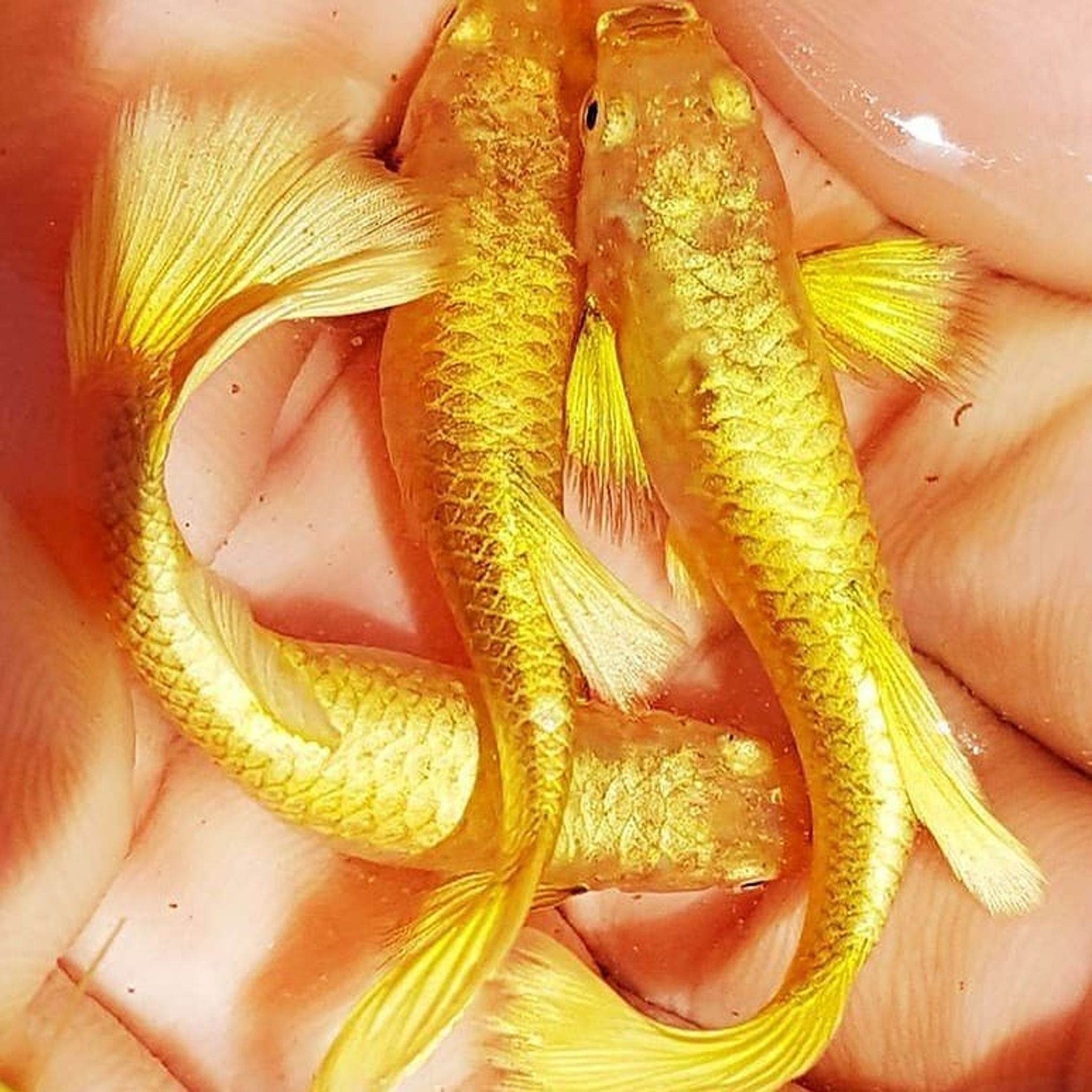 Guppy Full Gold Female and Male