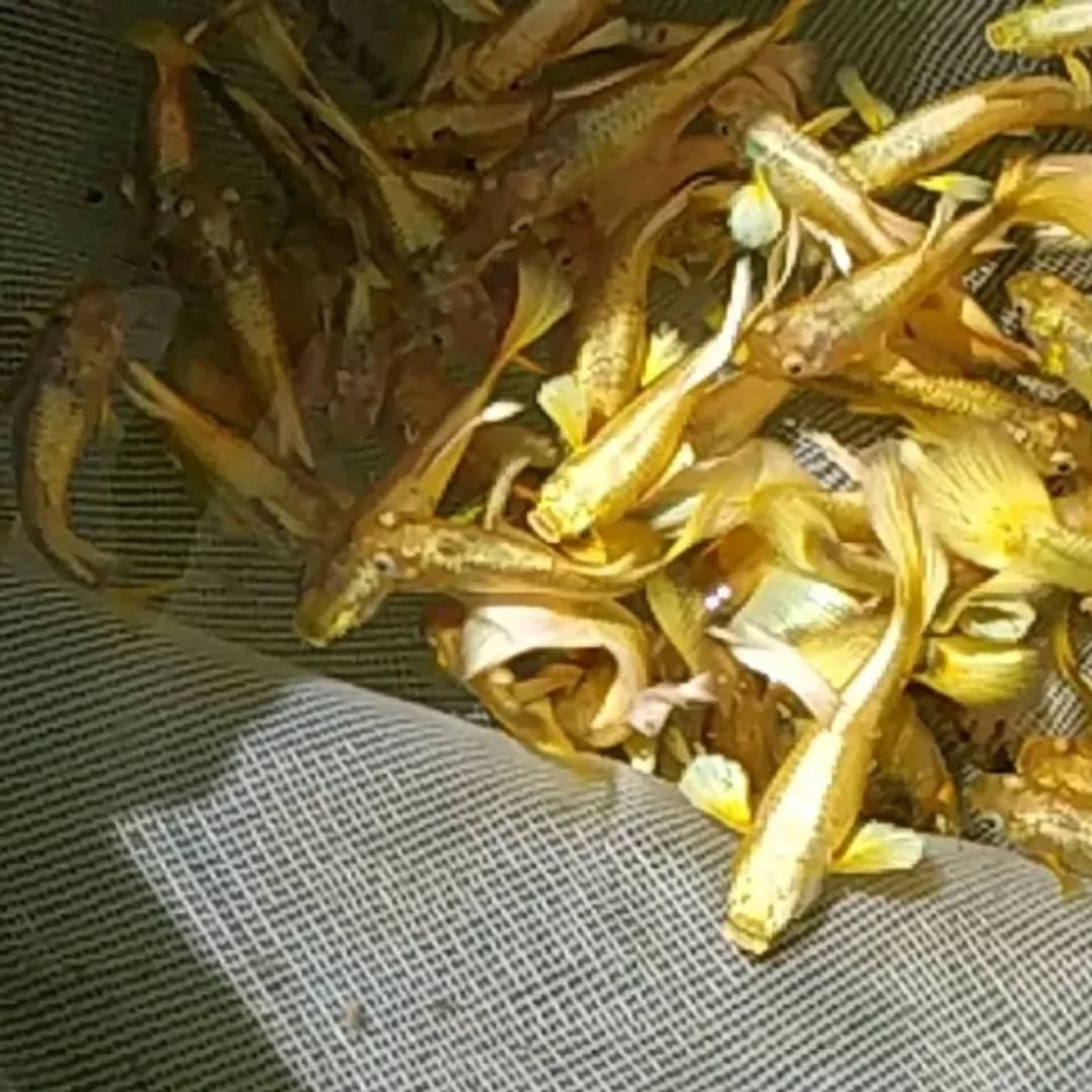 Guppy Full Gold Female and Male