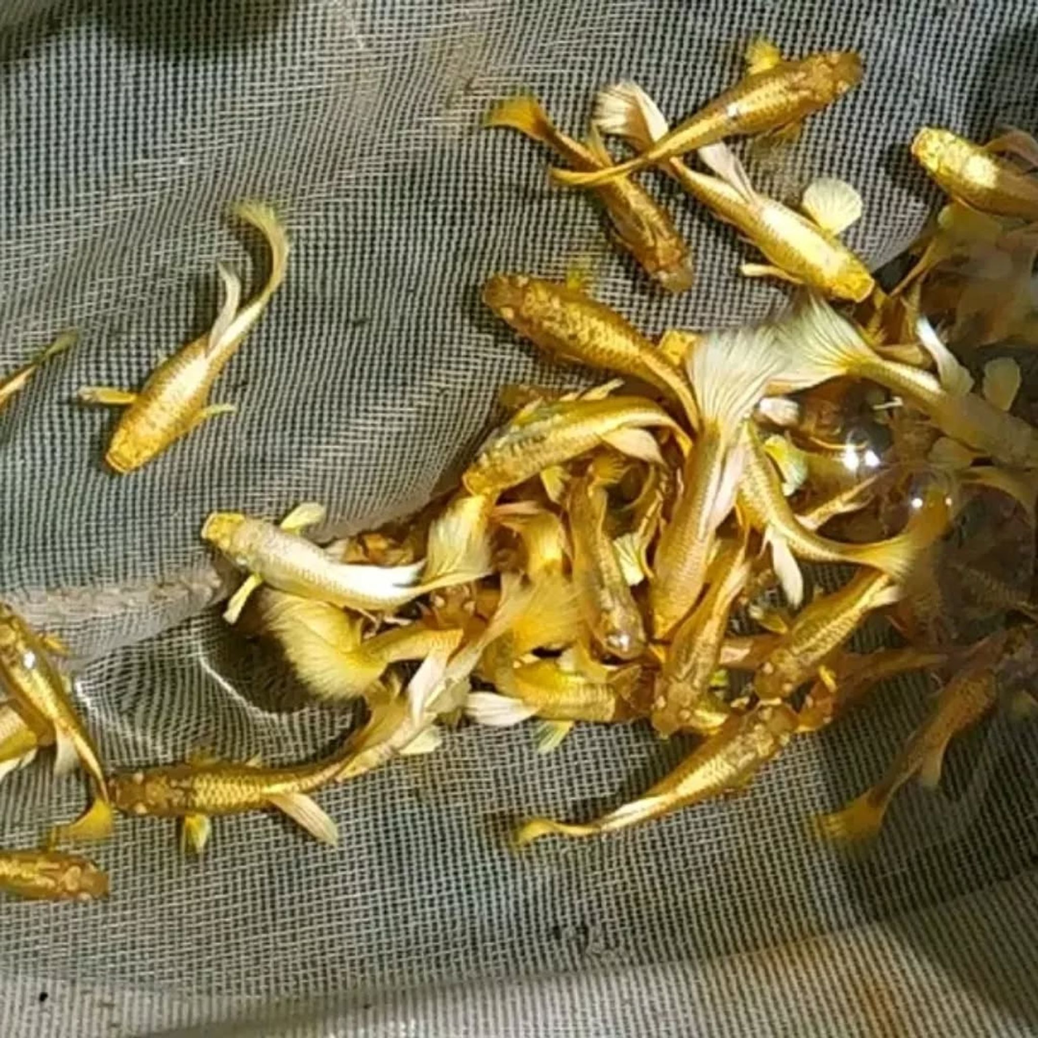 Guppy Full Gold Female and Male