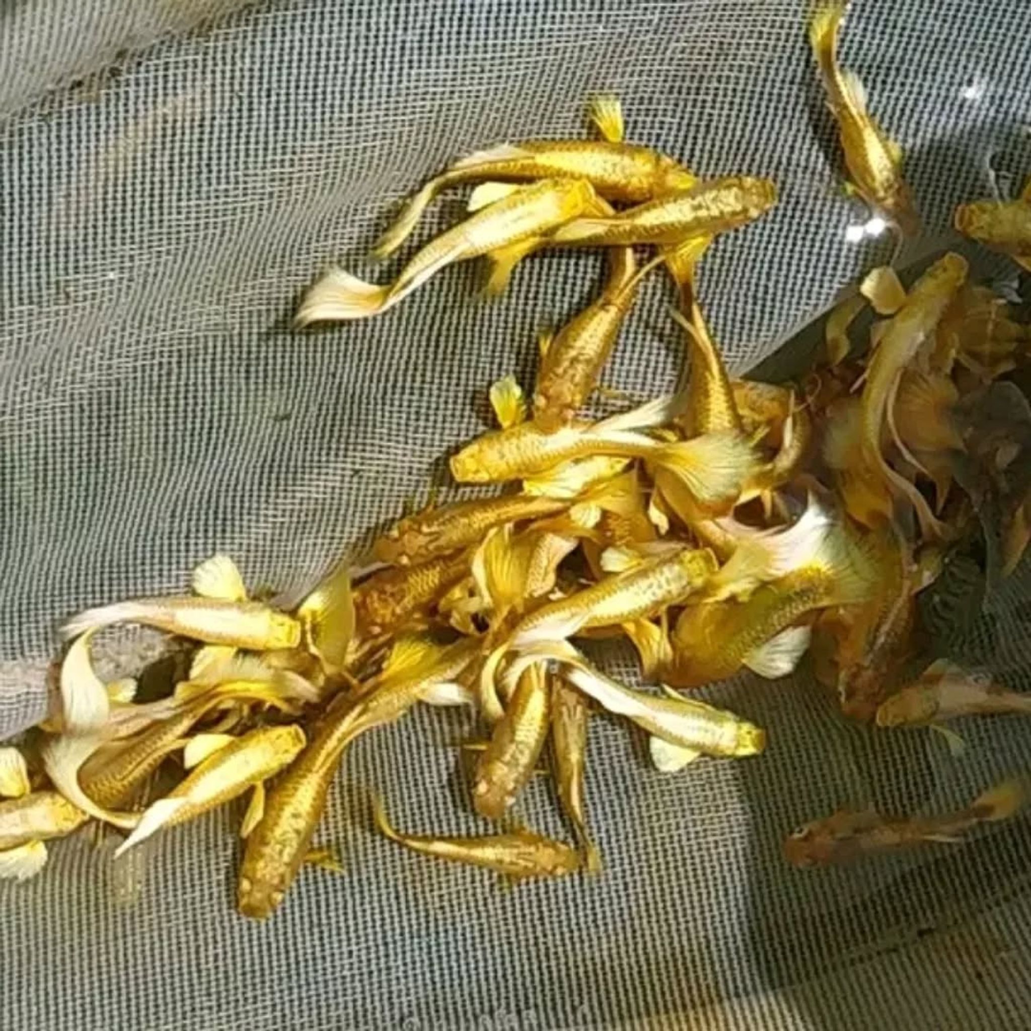 Guppy Full Gold Female and Male
