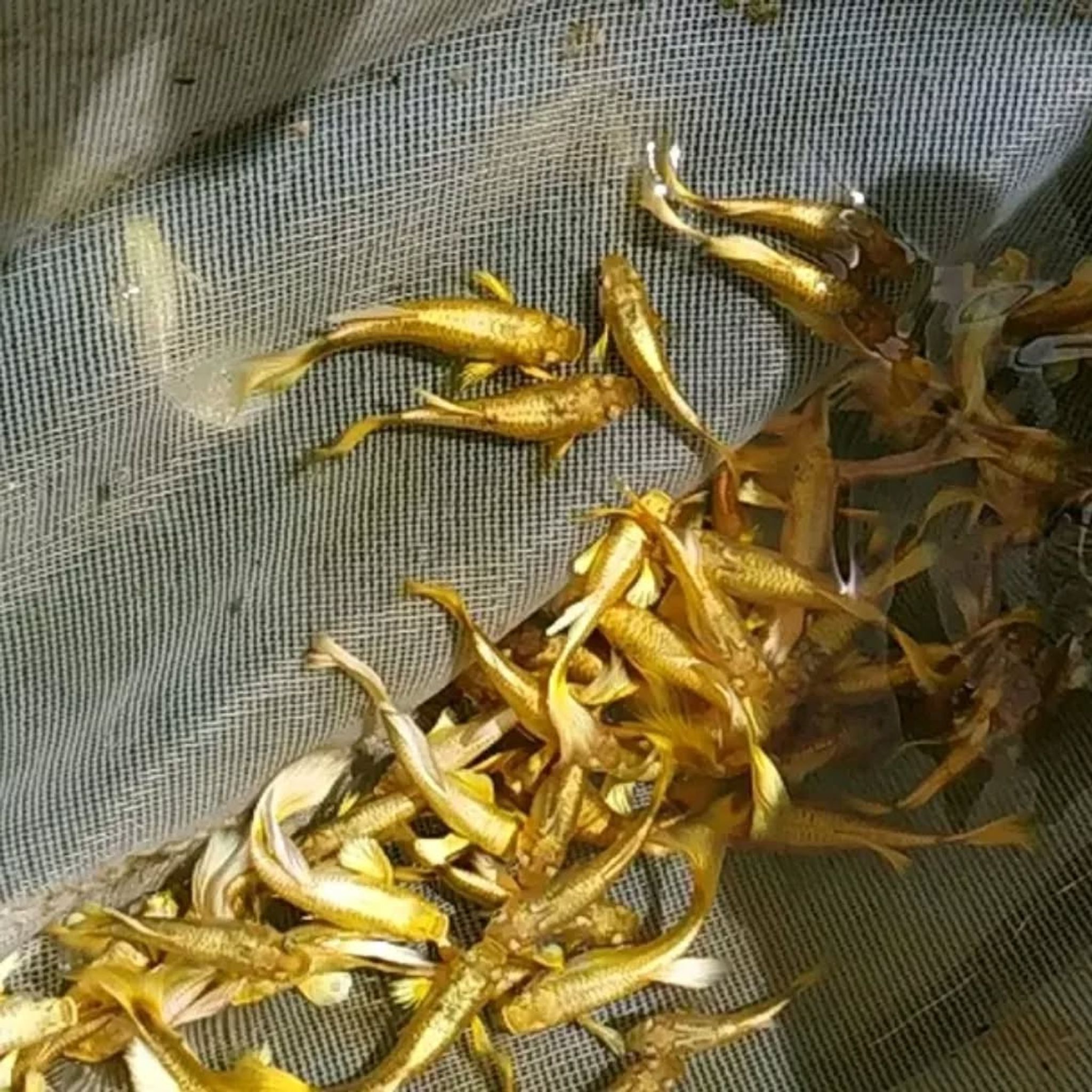 Guppy Full Gold Female and Male