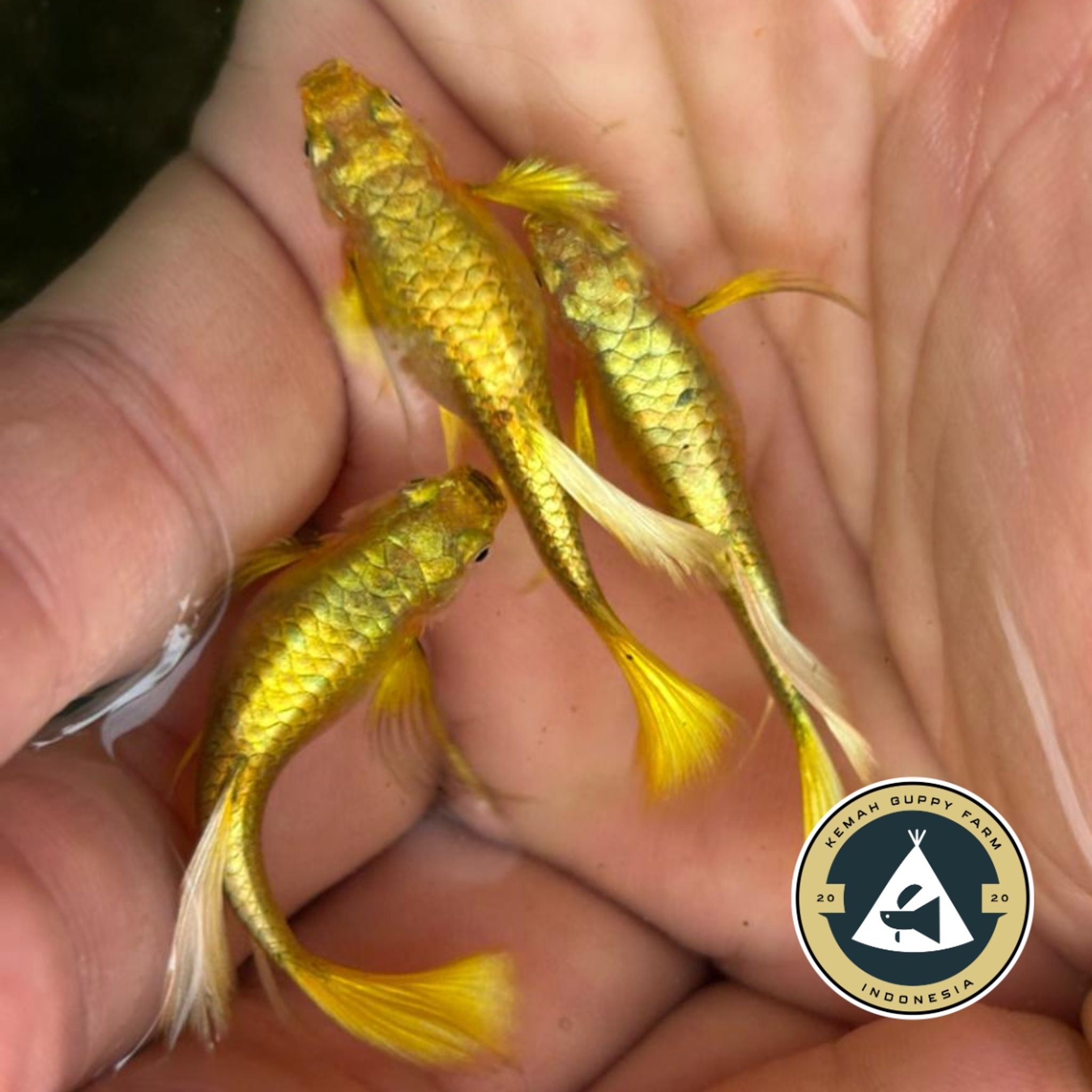 GUPPY FULL GOLD LONG EAR RIBBON (FULLGOLD)